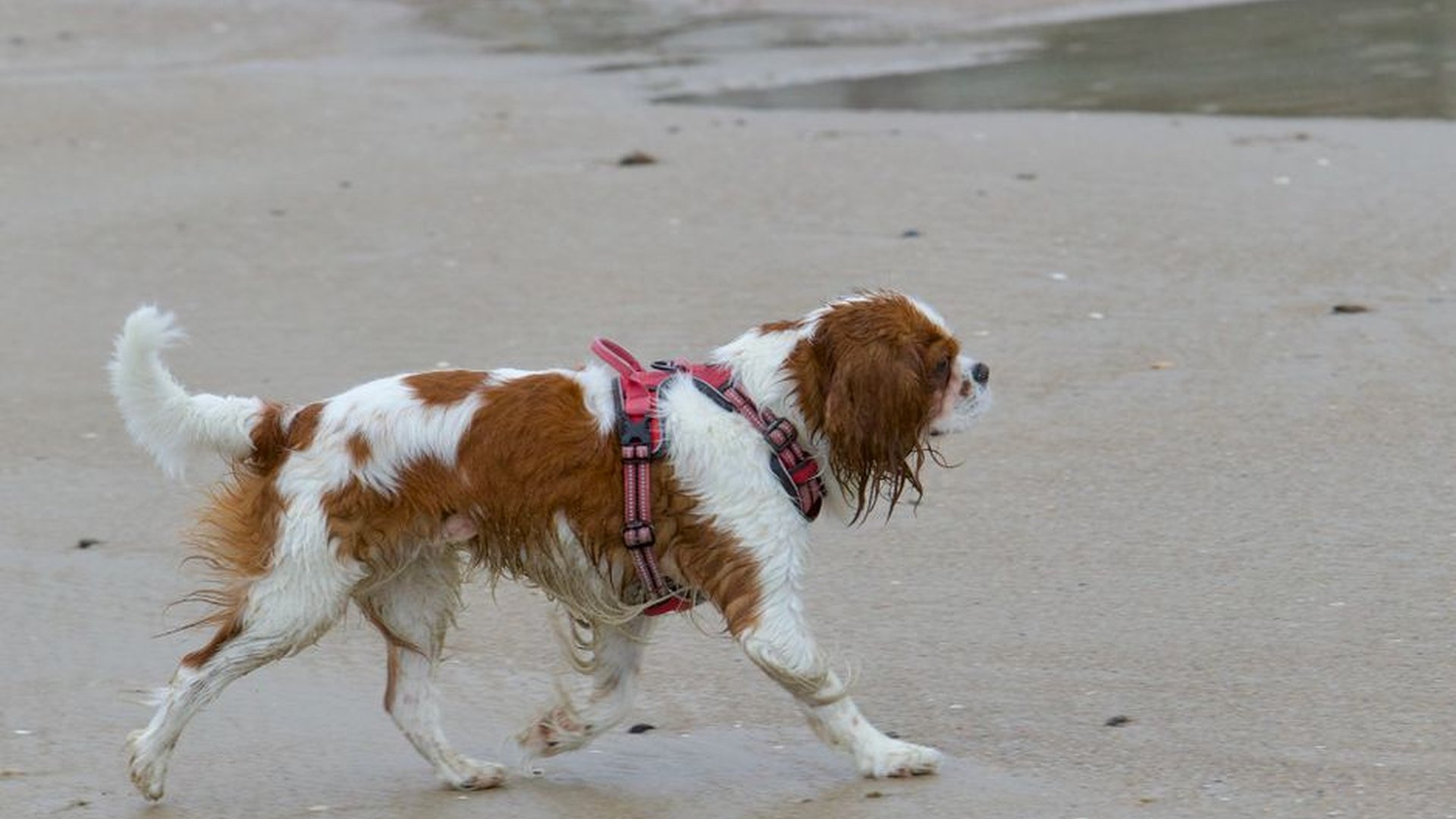 dog limping after walk corgi standing up from lyin