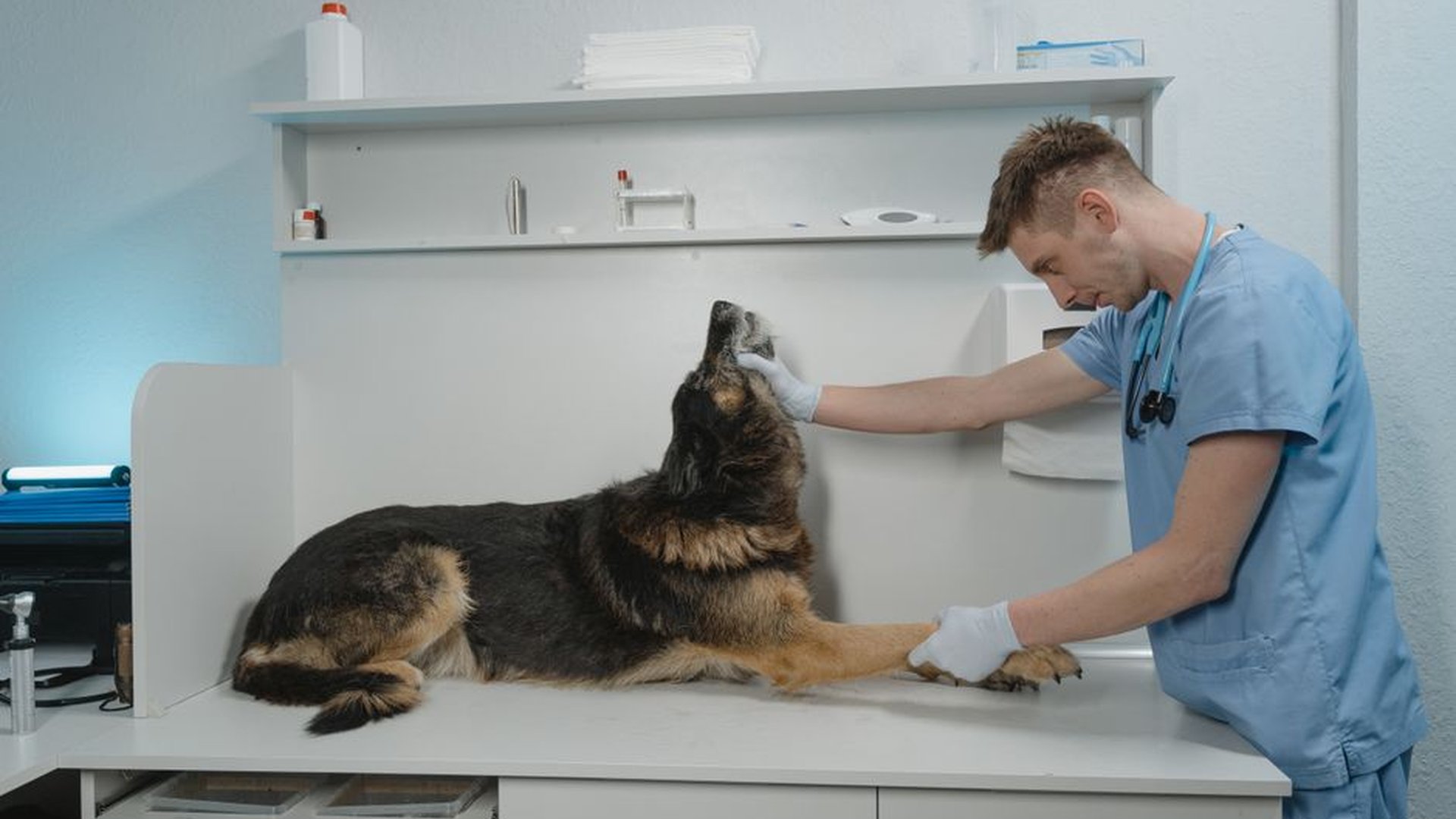 Pet vet visit stress? Here’s what works