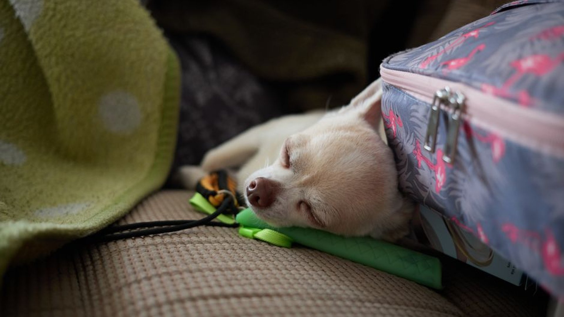 pet carrier with blanket toys worn shirt calm dog