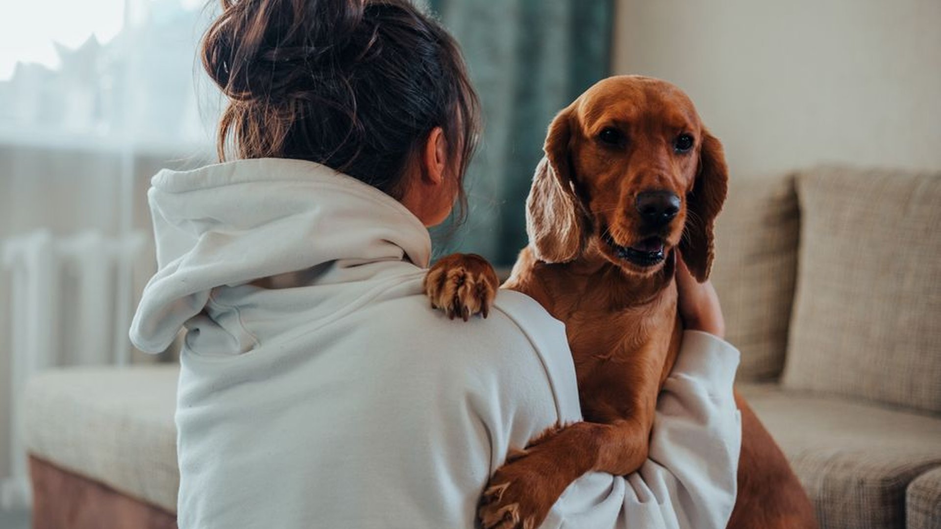 dog hugging owner anxious expression stressed pup