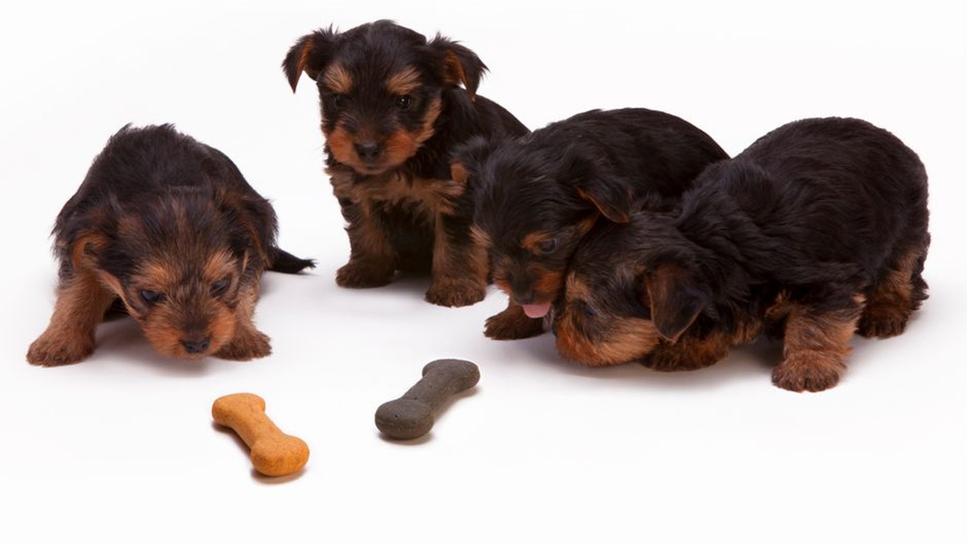 dog chewing hard biscuit crunchy treat dental heal