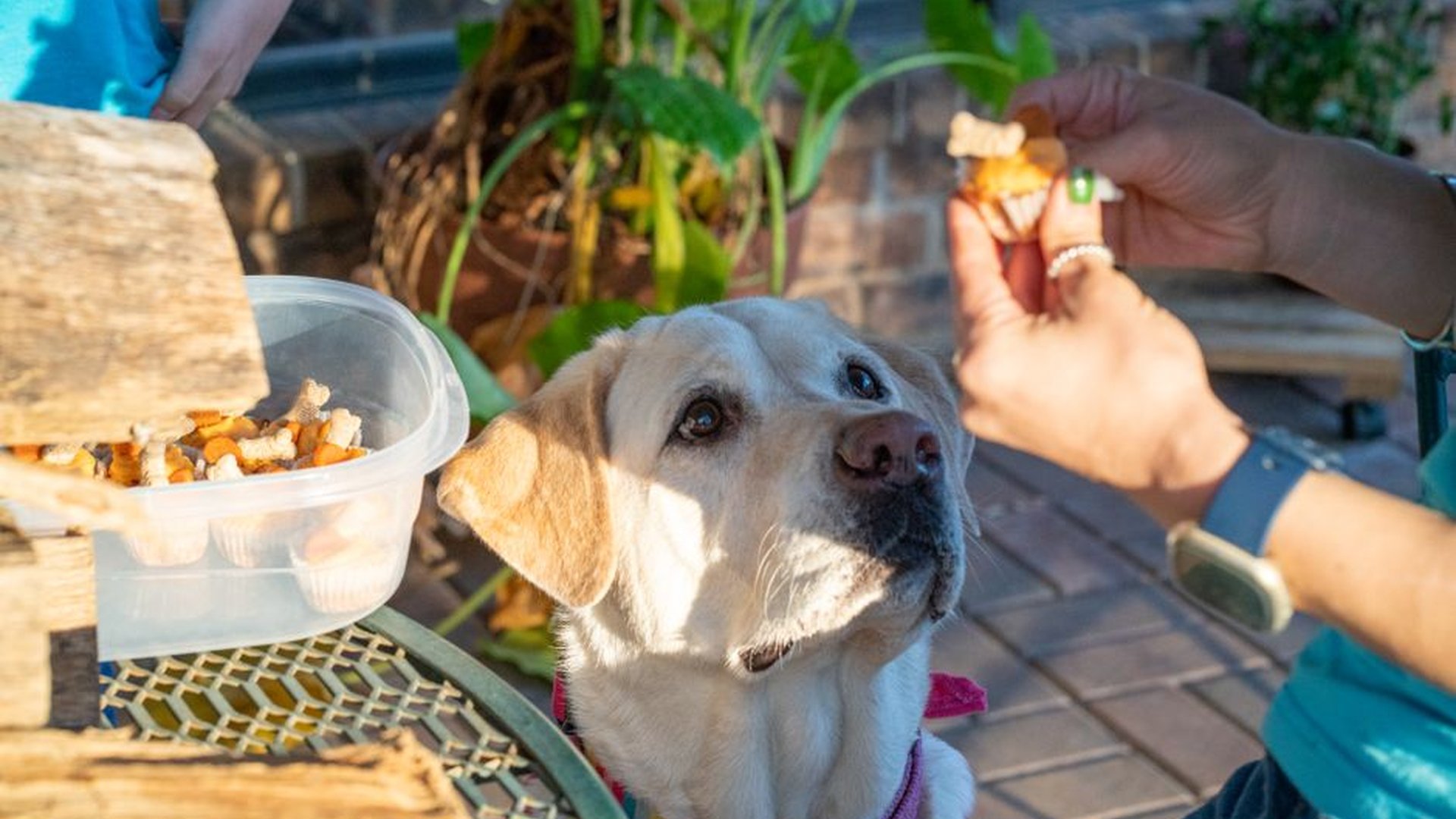 chewy dog treats training reward   crispy dog trea