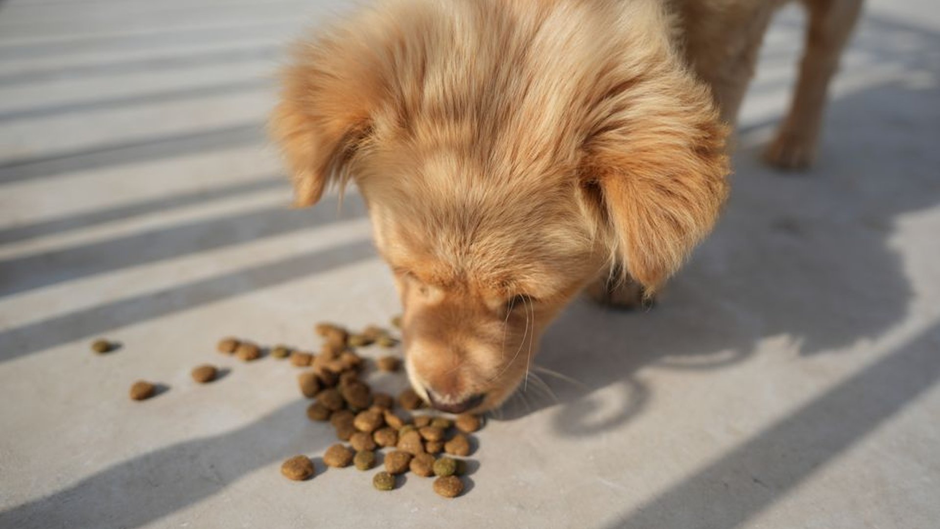 dog food bowl low calorie kibble portion control n