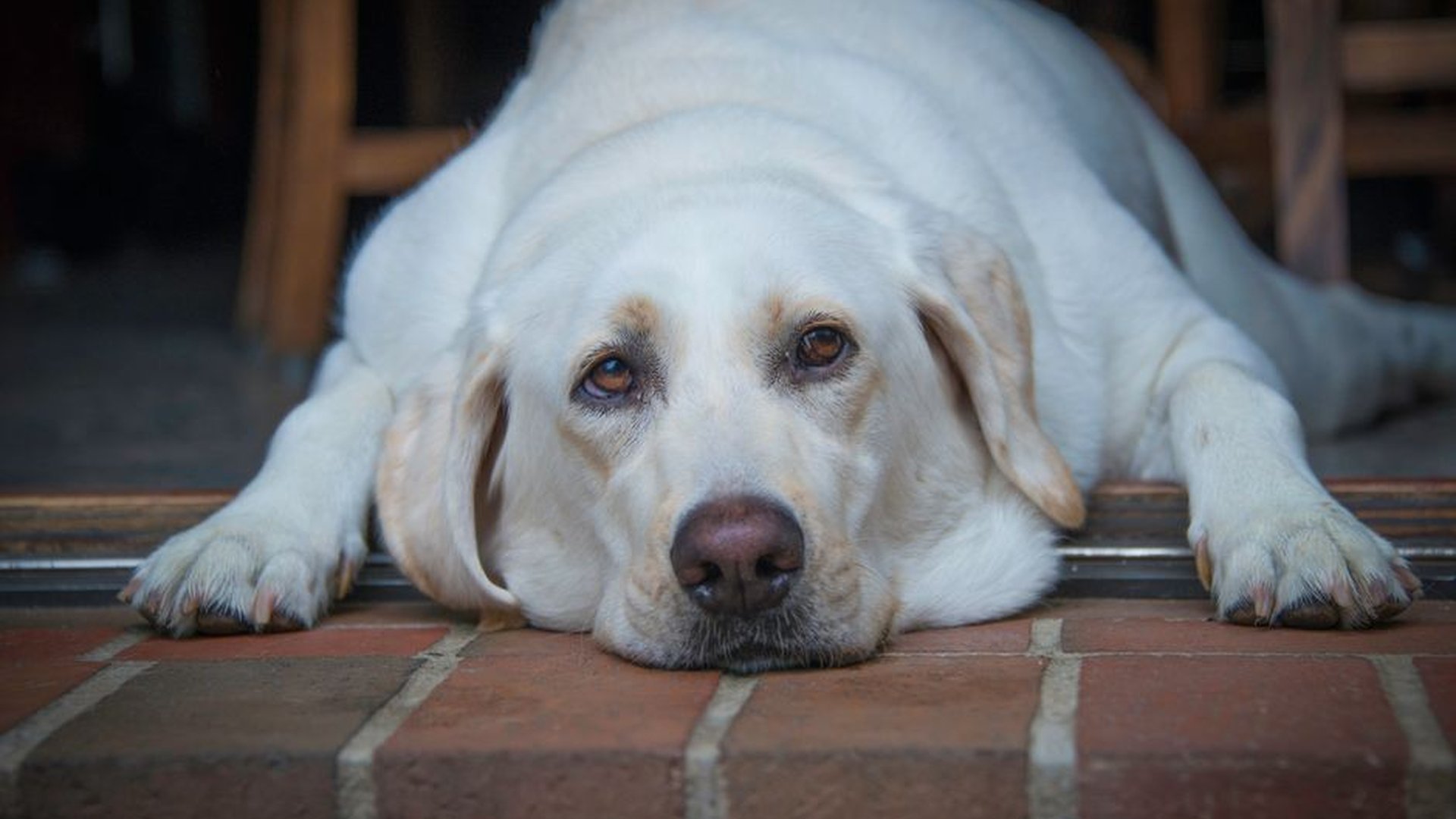 overweight dog body condition ribs visible waist l