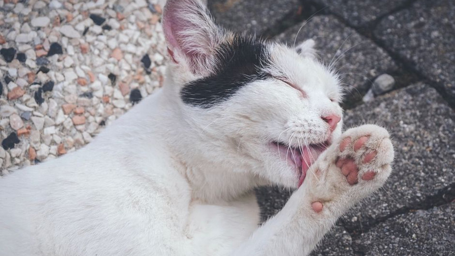 How Pet Food Allergies Differ from Environmental Allergies