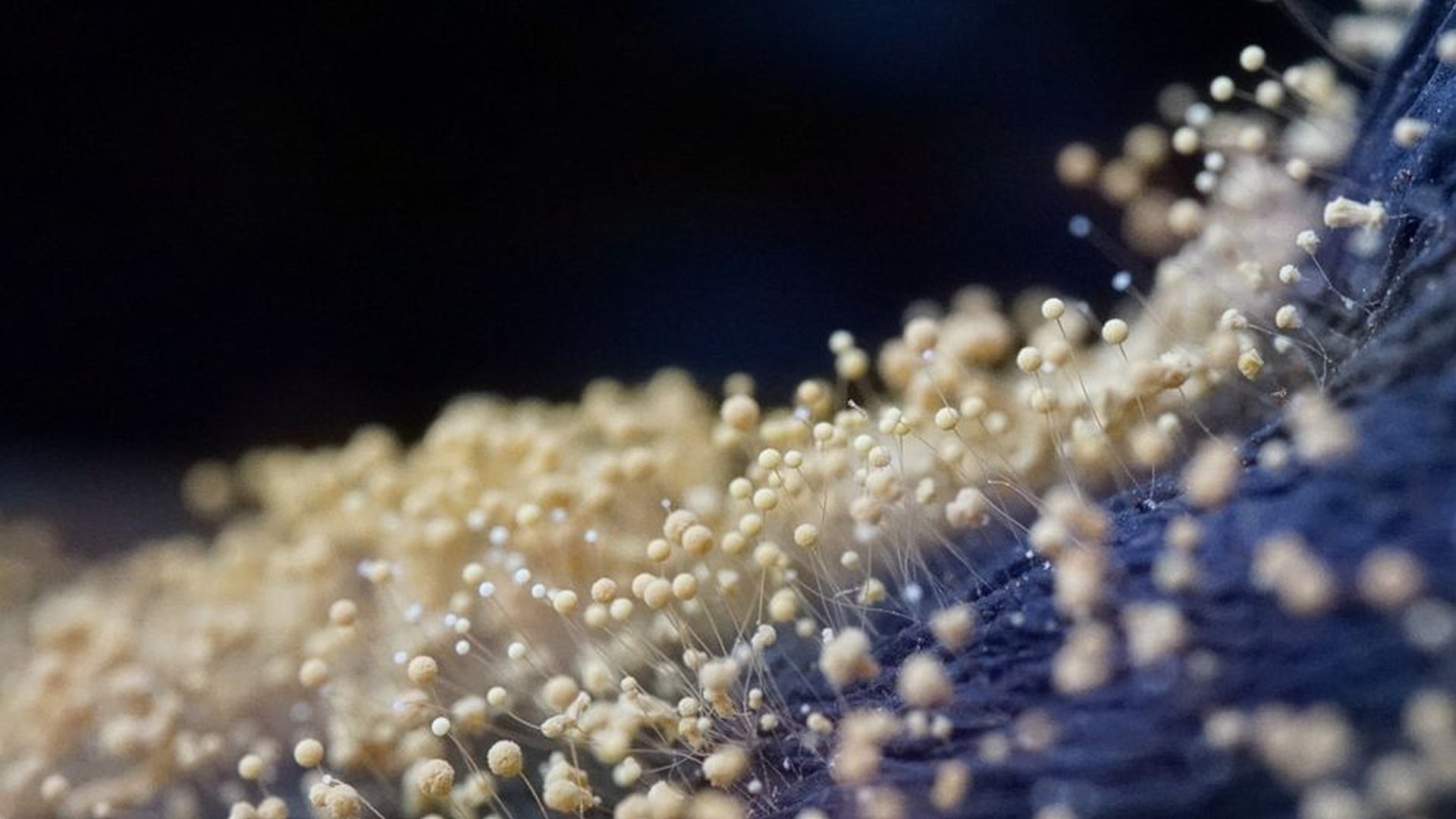 pollen grains grass pollen mold spores dust mites