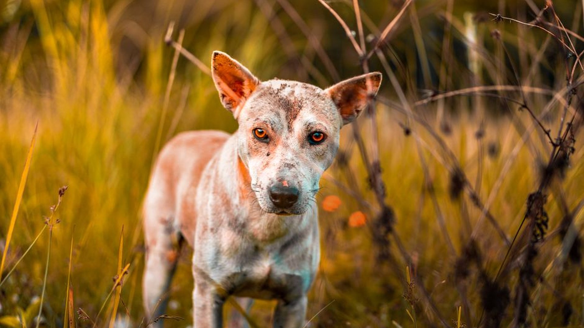dog vomiting diarrhea skin redness hair loss licki