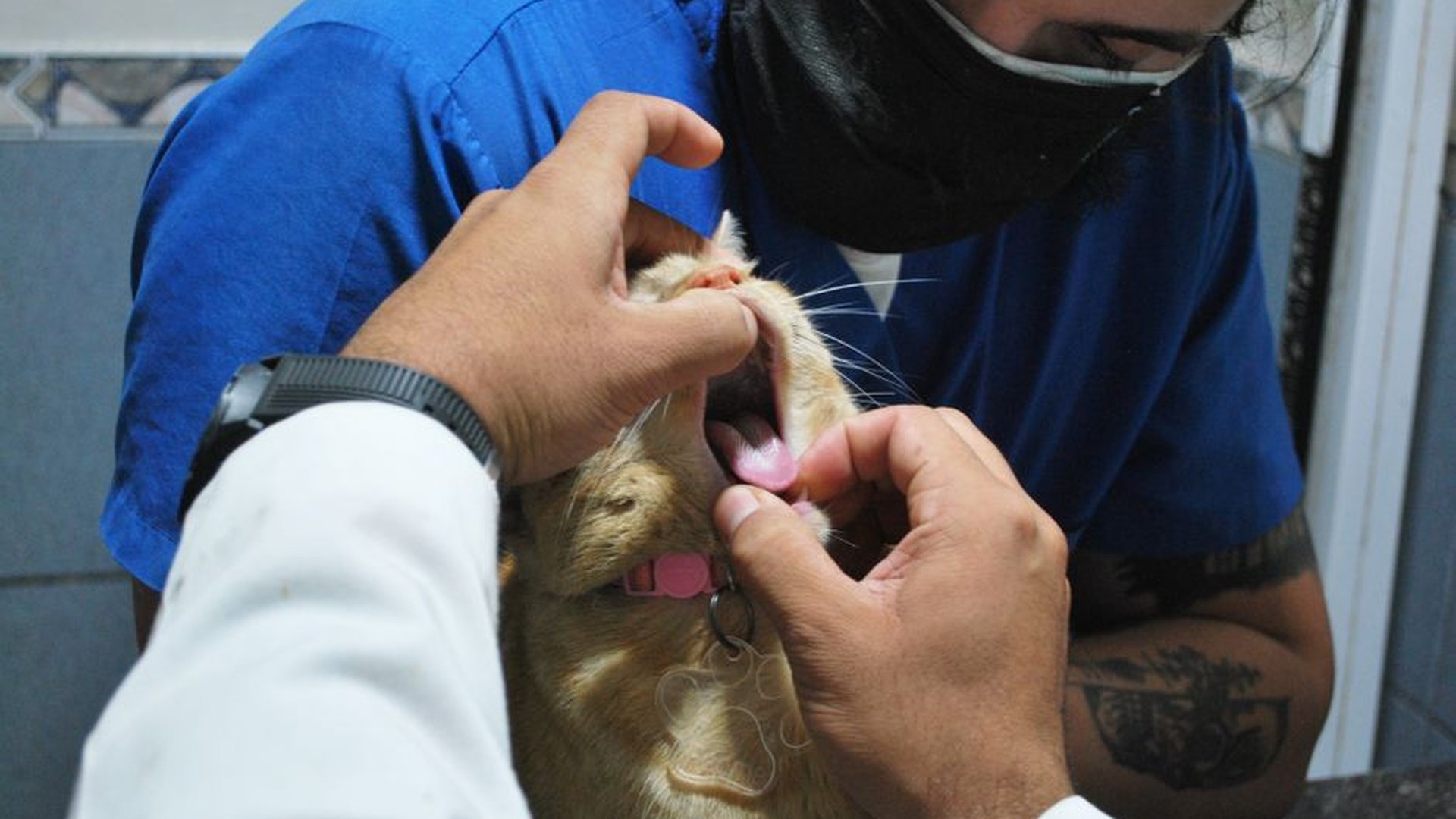 food allergy treatment vet supervision hydrolyzed