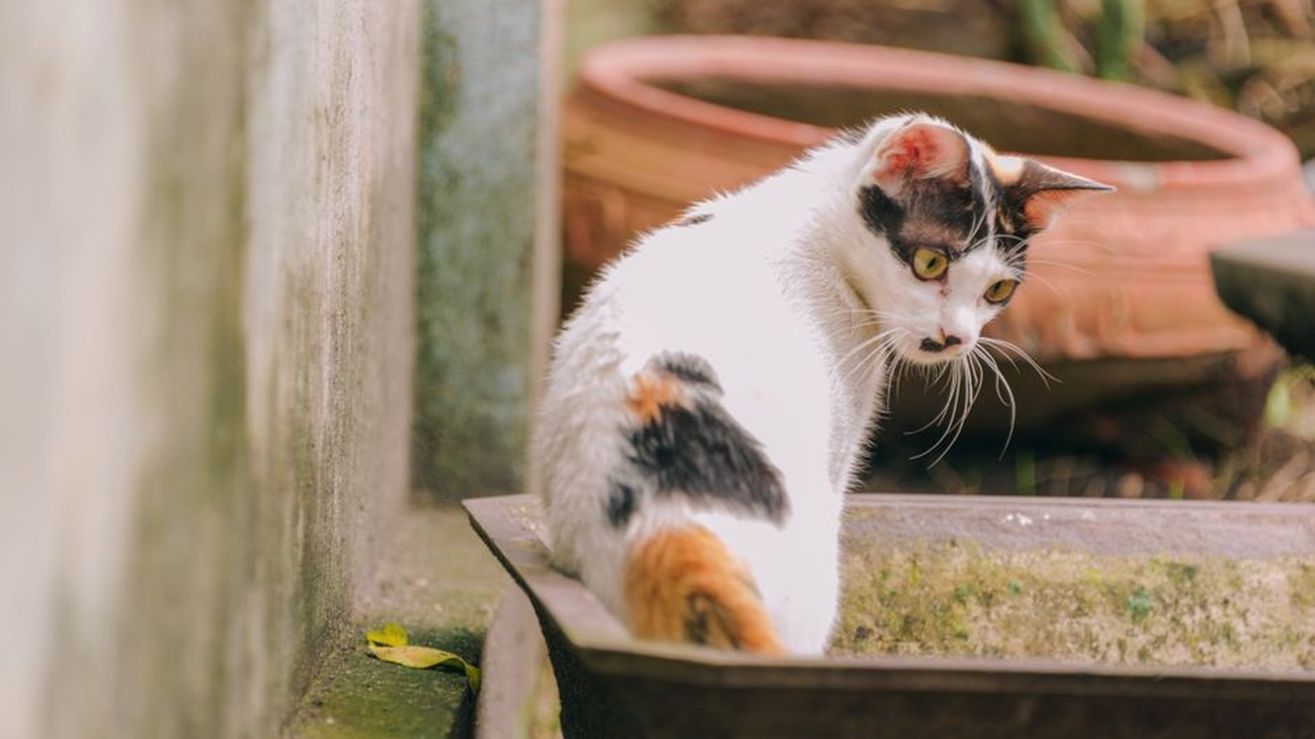 Common urinary problems in pets explained