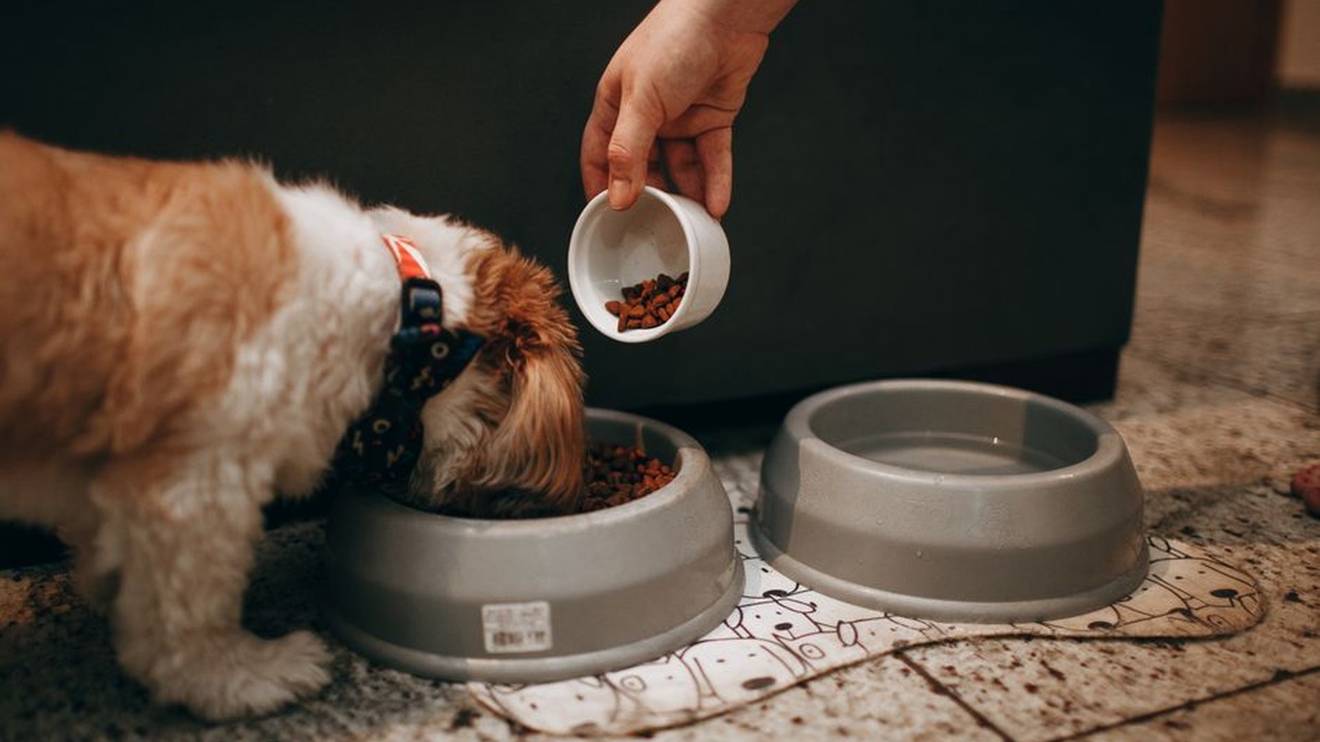 dog drinking water bowl dry kibble pet hydration l