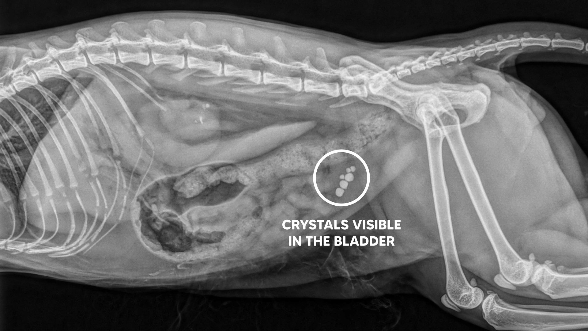 cat urinary crystals magnesium phosphorus calcium