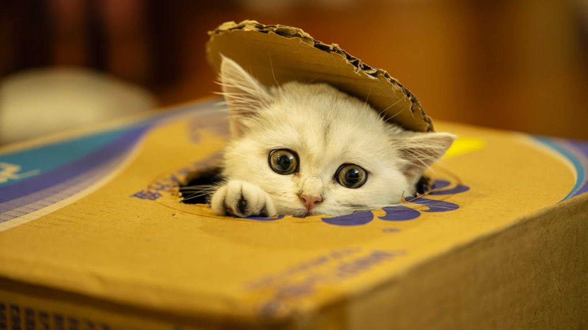 stressed cat bathroom corner litter box anxiety si