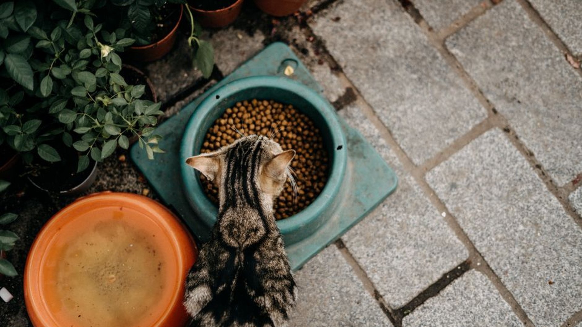 cat bowl full of dry food on floor, cat eating fro