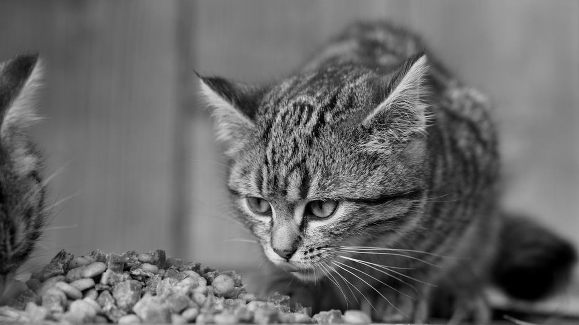 cheap cat food bags corn wheat soy fillers dry kib
