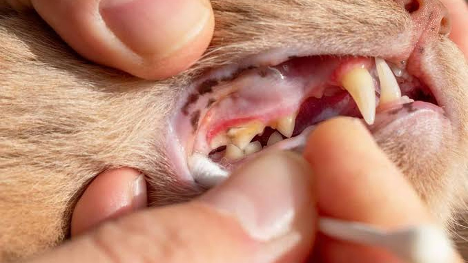 kibble particles trapped between cat teeth plaque
