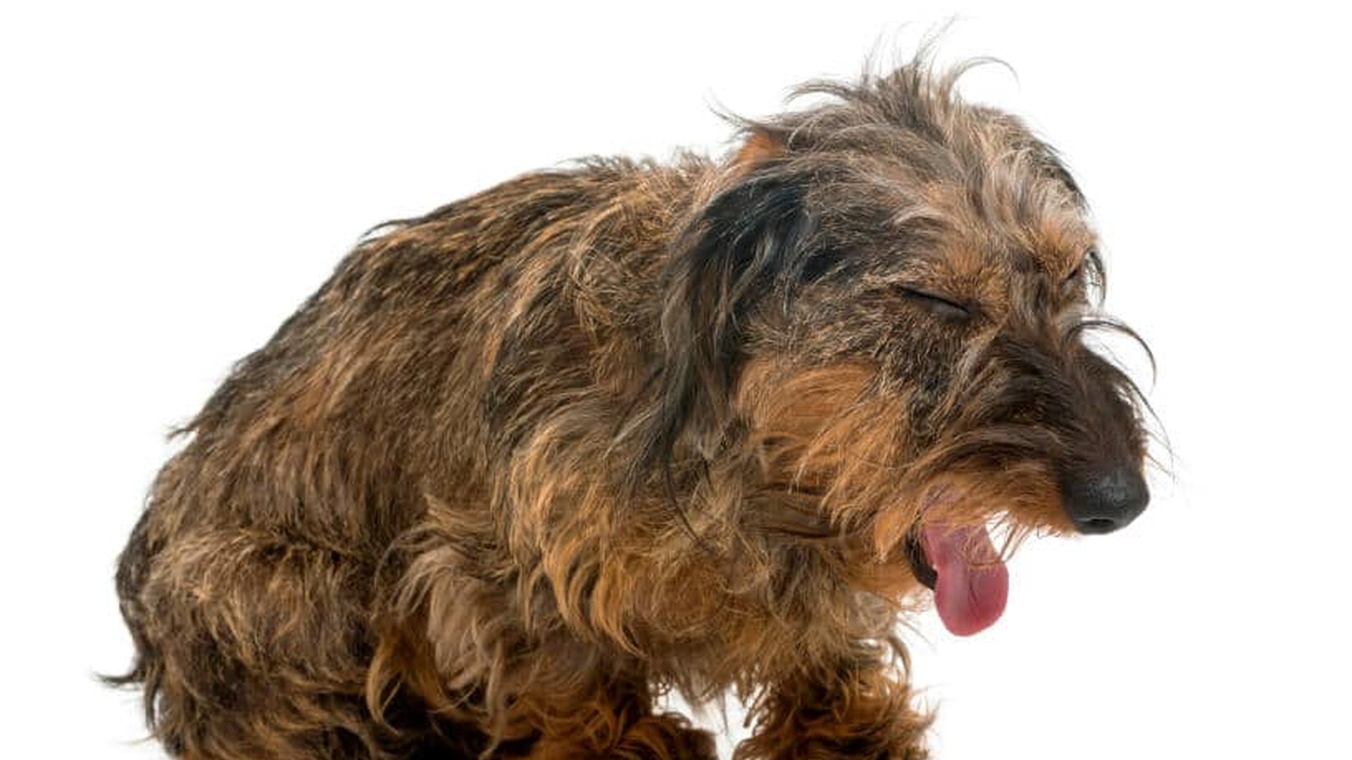 dog panting heavily coughing dry hack cat struggli
