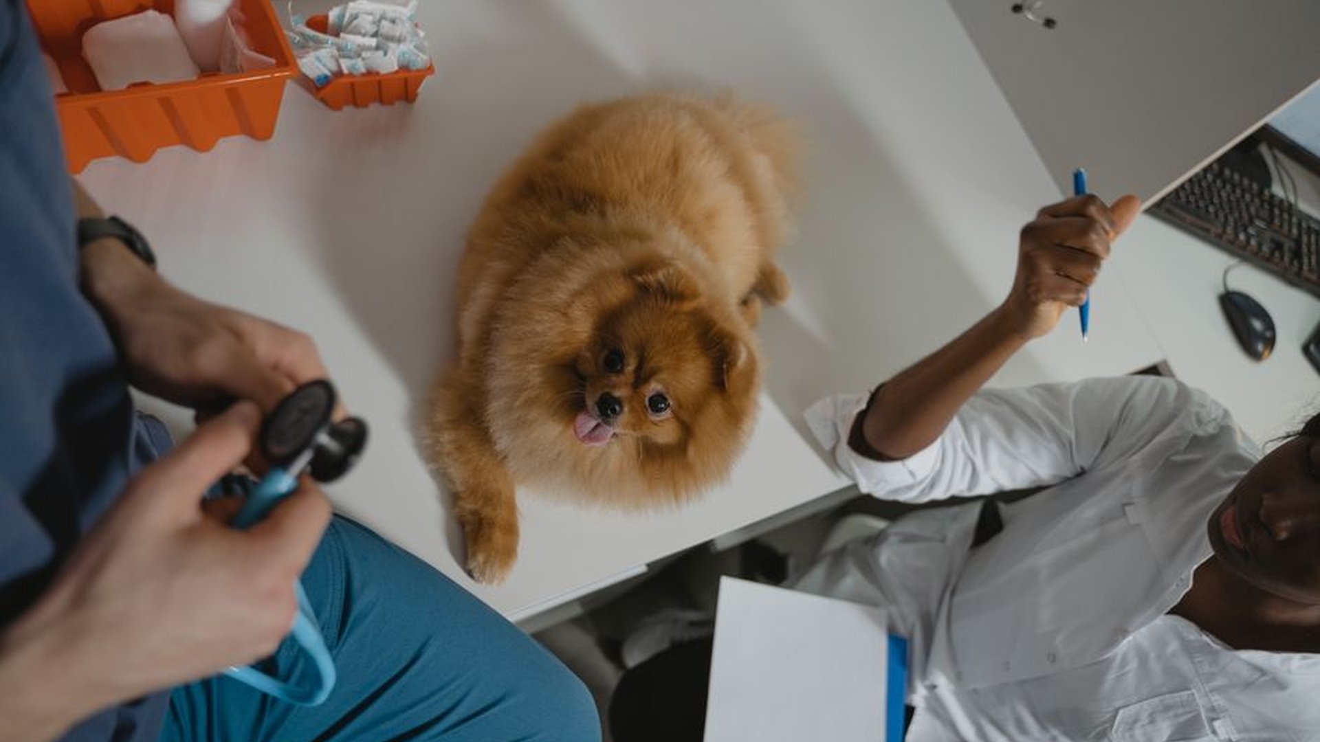 dog gasping on floor owner calling vet pet emergen