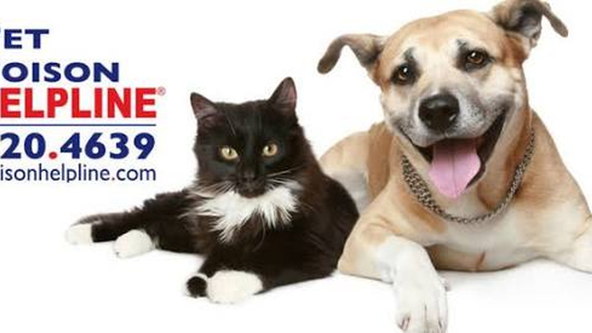 pet breathing fast chest moving rapidly struggling