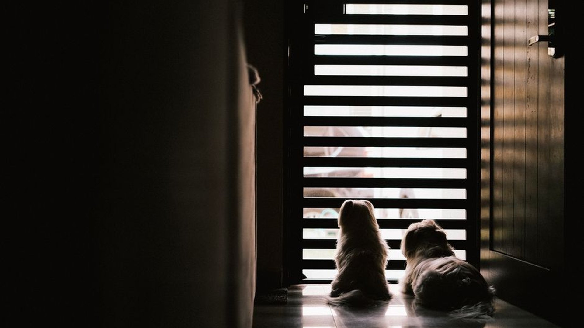 Effective ways to help a dog with separation anxiety
