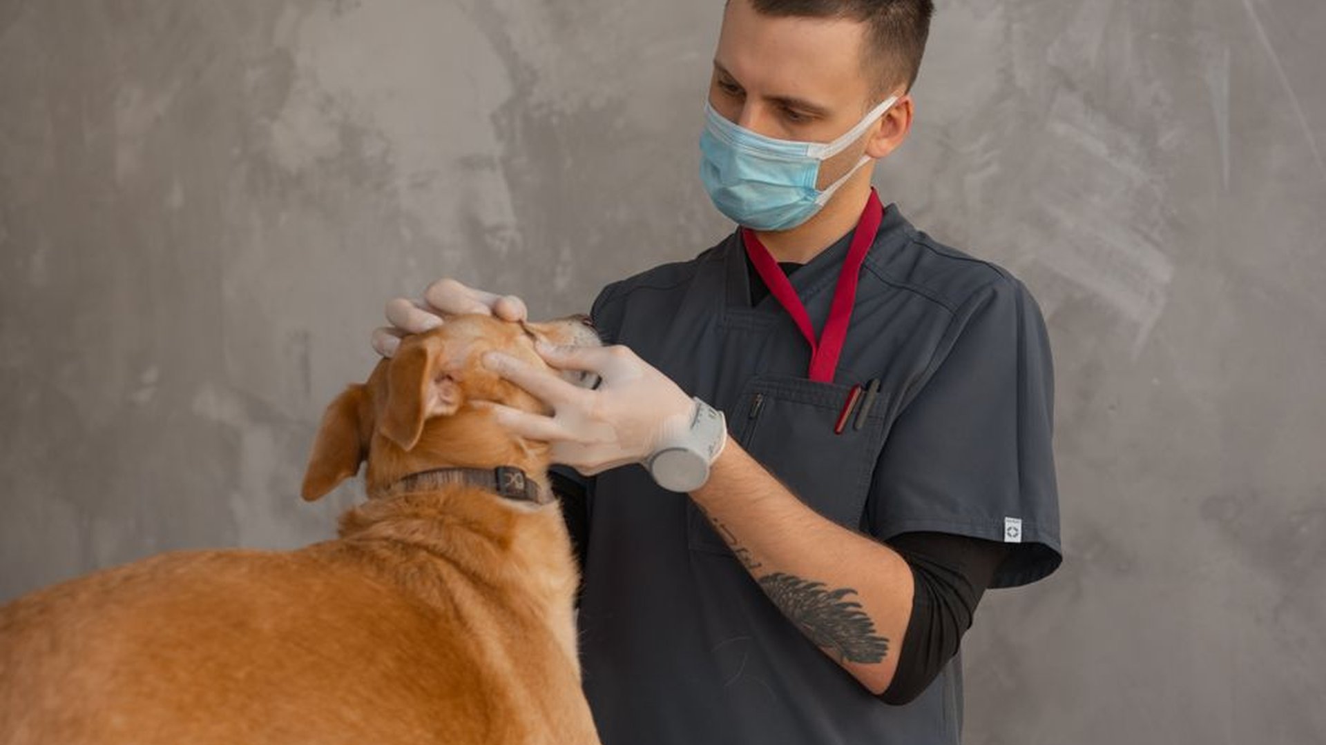 dog vet visit urine test medical exam pet health c