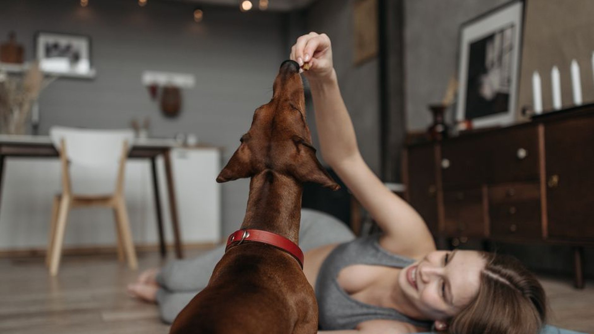 dog lying down reward treat return home calm behav