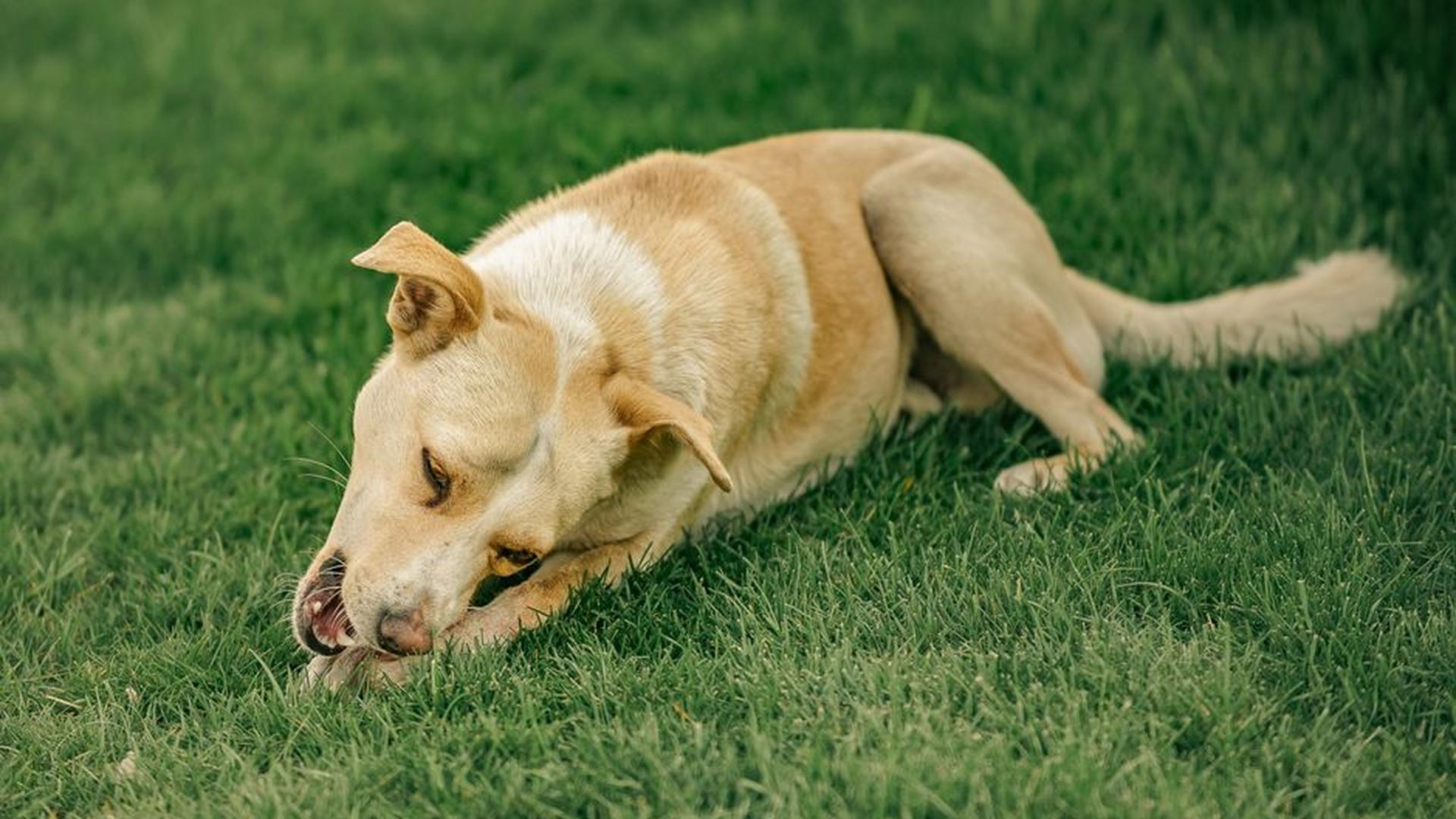 Why Is My Dog Eating Grass