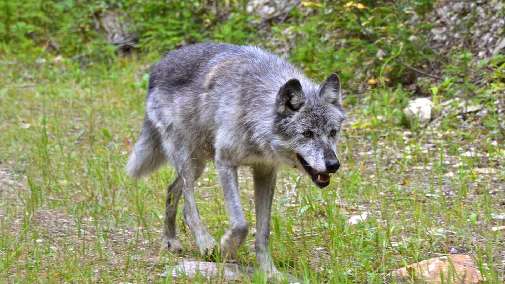 wolf pack grass stomach contents dog instinctive e