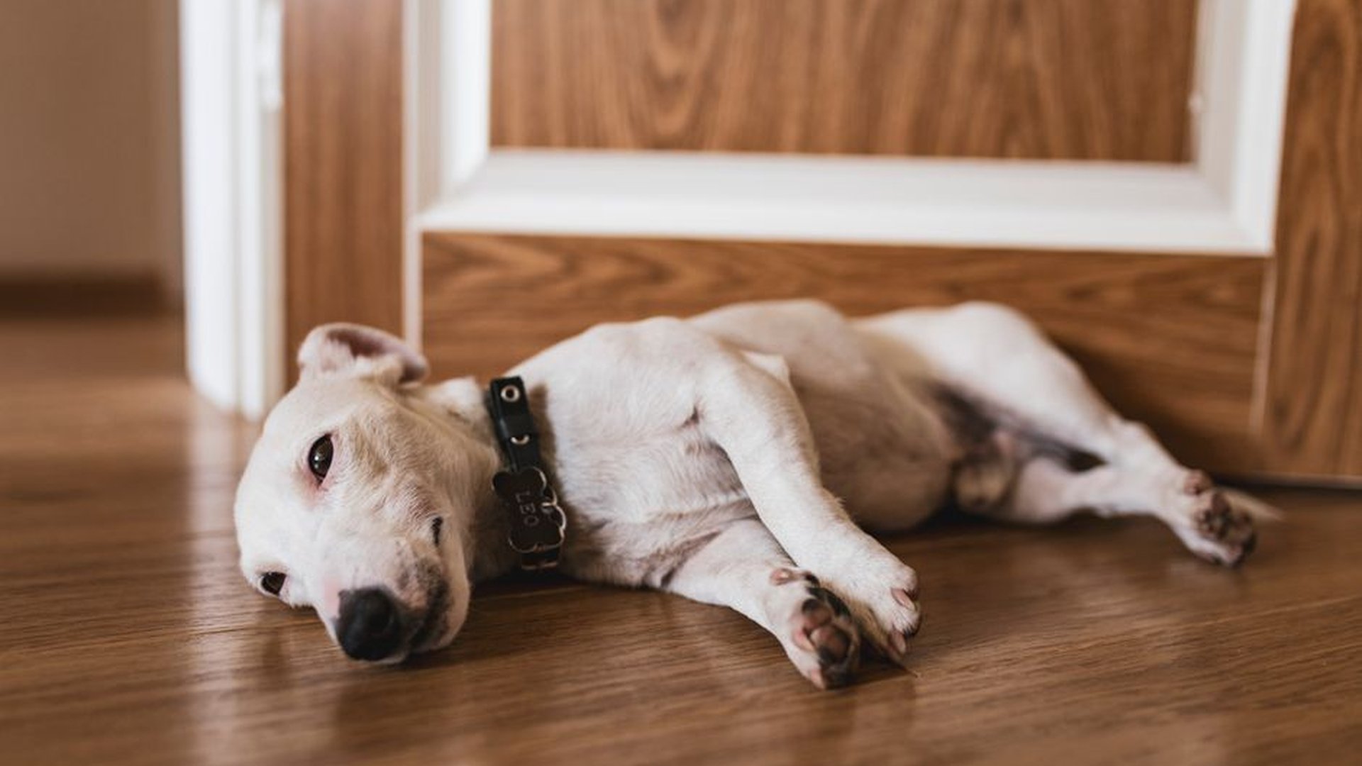 dog eating grass vomiting stomach upset indoor pet