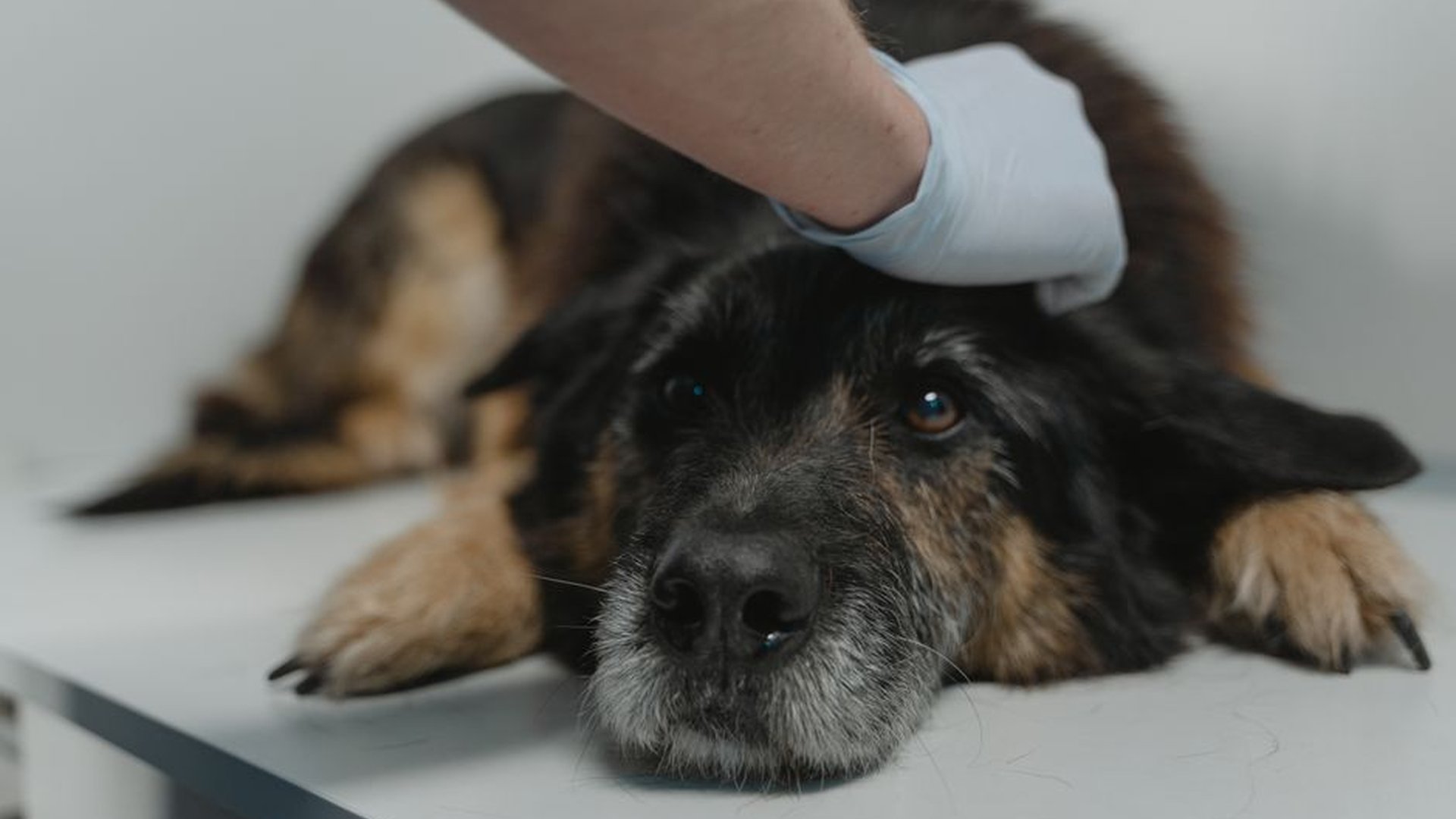 dog vomiting grass vet consultation symptoms dehyd
