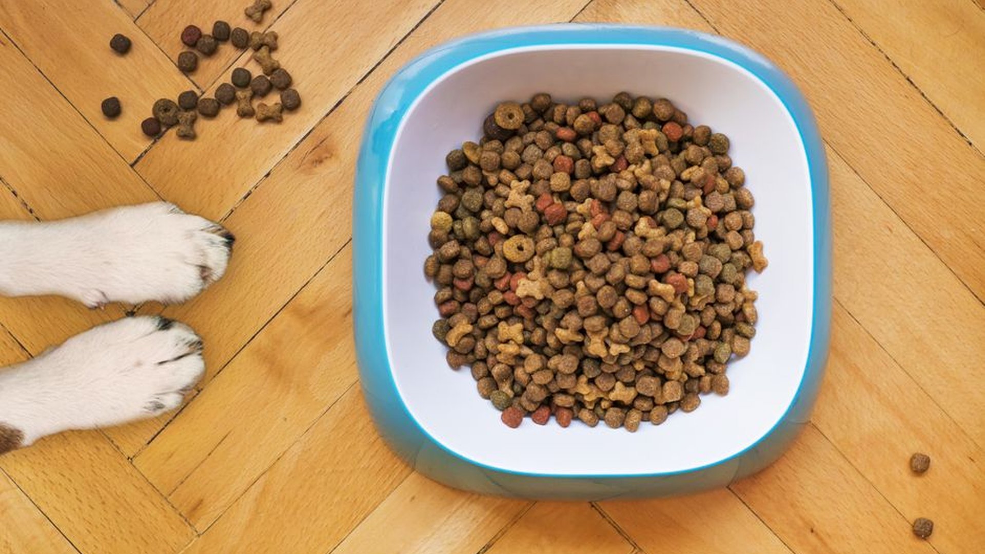 senior dog food chicken protein salmon meal easily