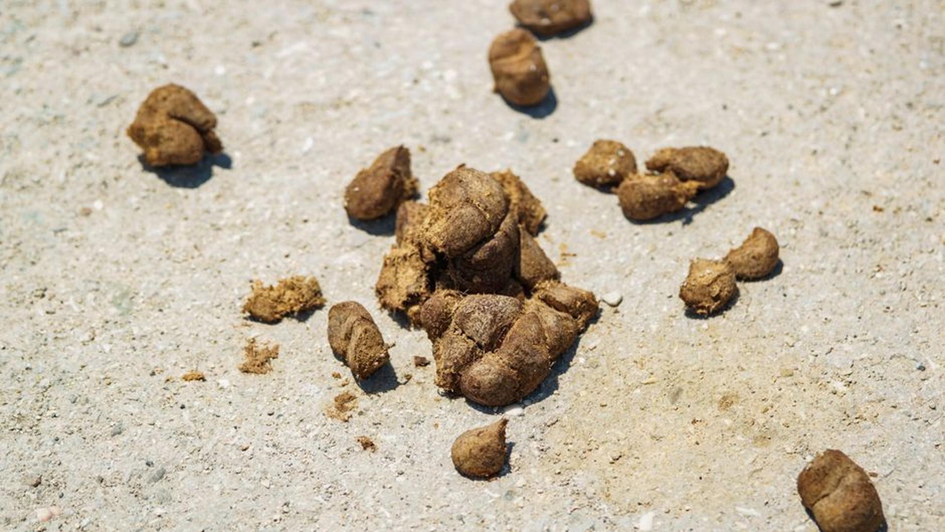 dog stool chart Bristol scale hard pellets soft mu