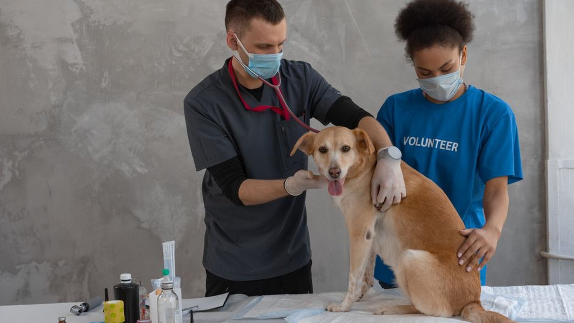 senior dog vomiting blood in stool lethargic pet o