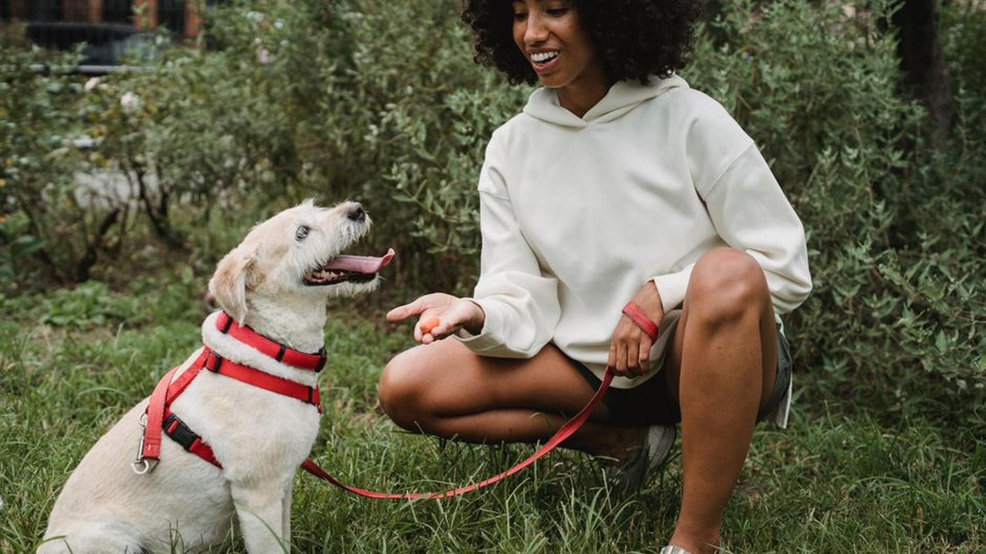 Can Treats Ruin Your Dog’s Weight Loss Plan?