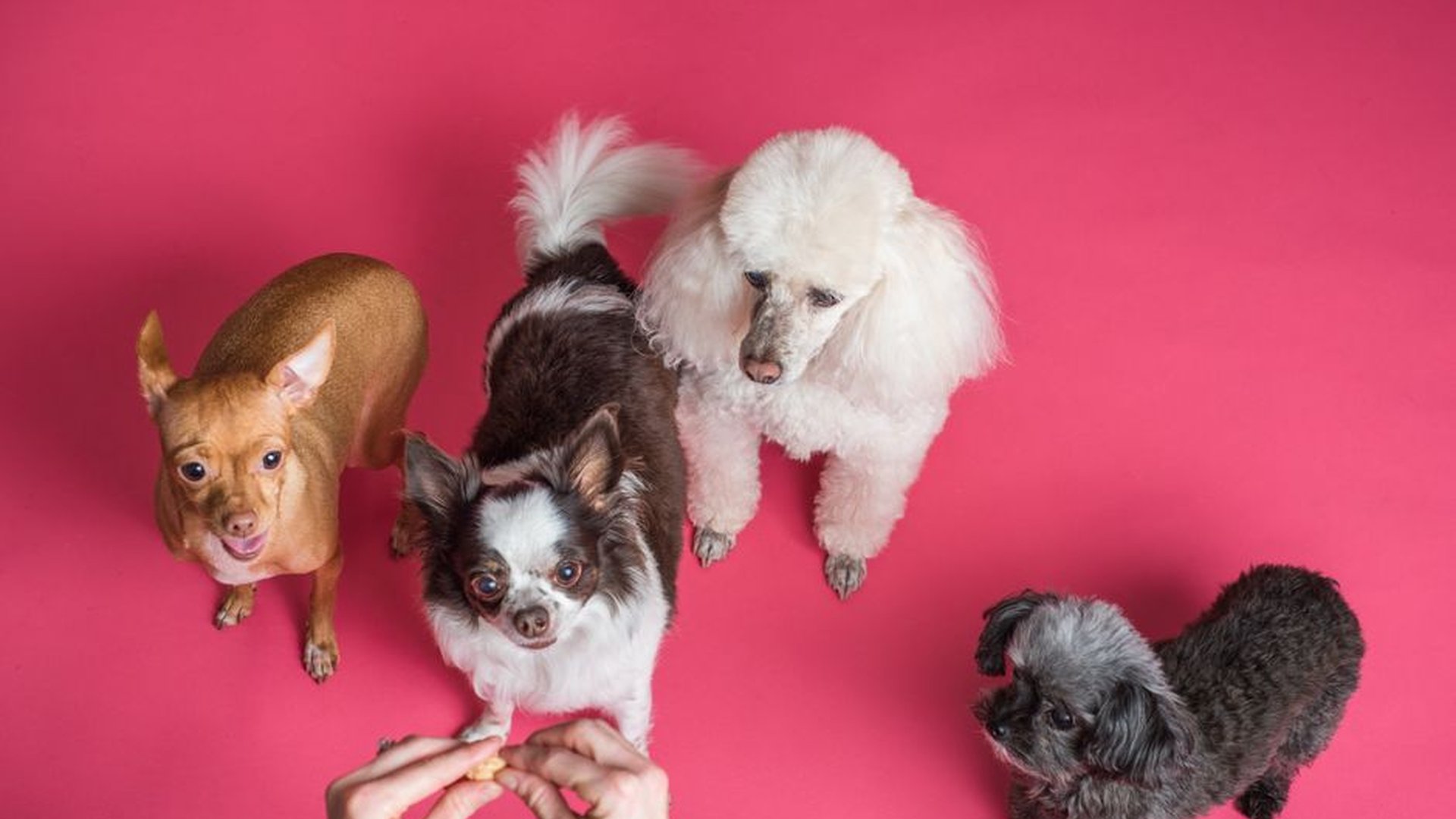 small dog treat budget 20 calories 25 calories low
