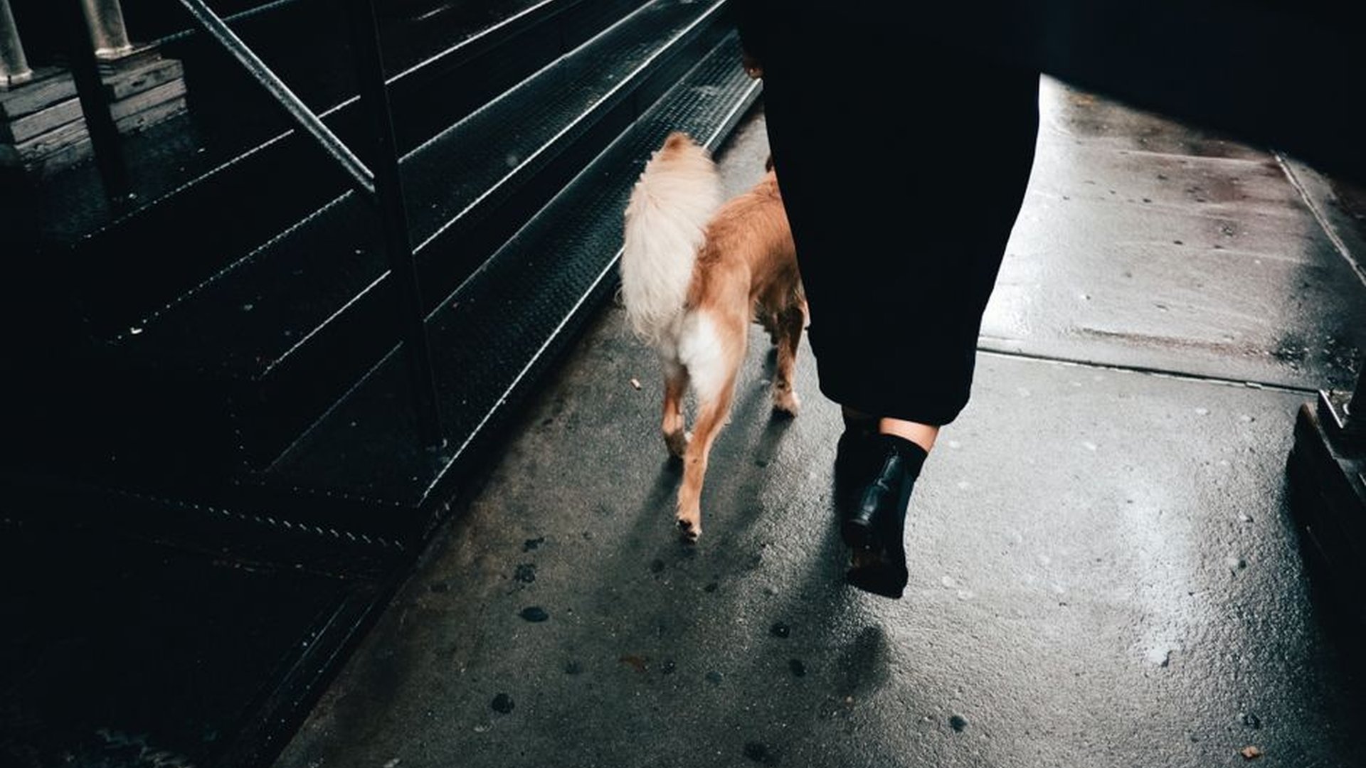 What to Do If Your Pet Gets a Minor Cut or Scrape