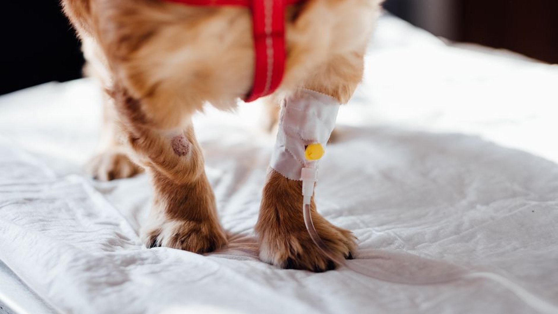 dog paw cut grass scratch bleeding wound inspectio