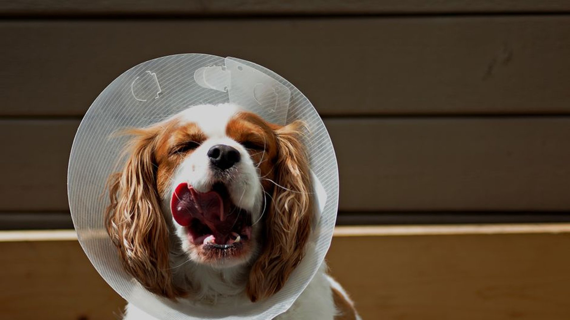 wound swelling redness pus foul smell pet limping