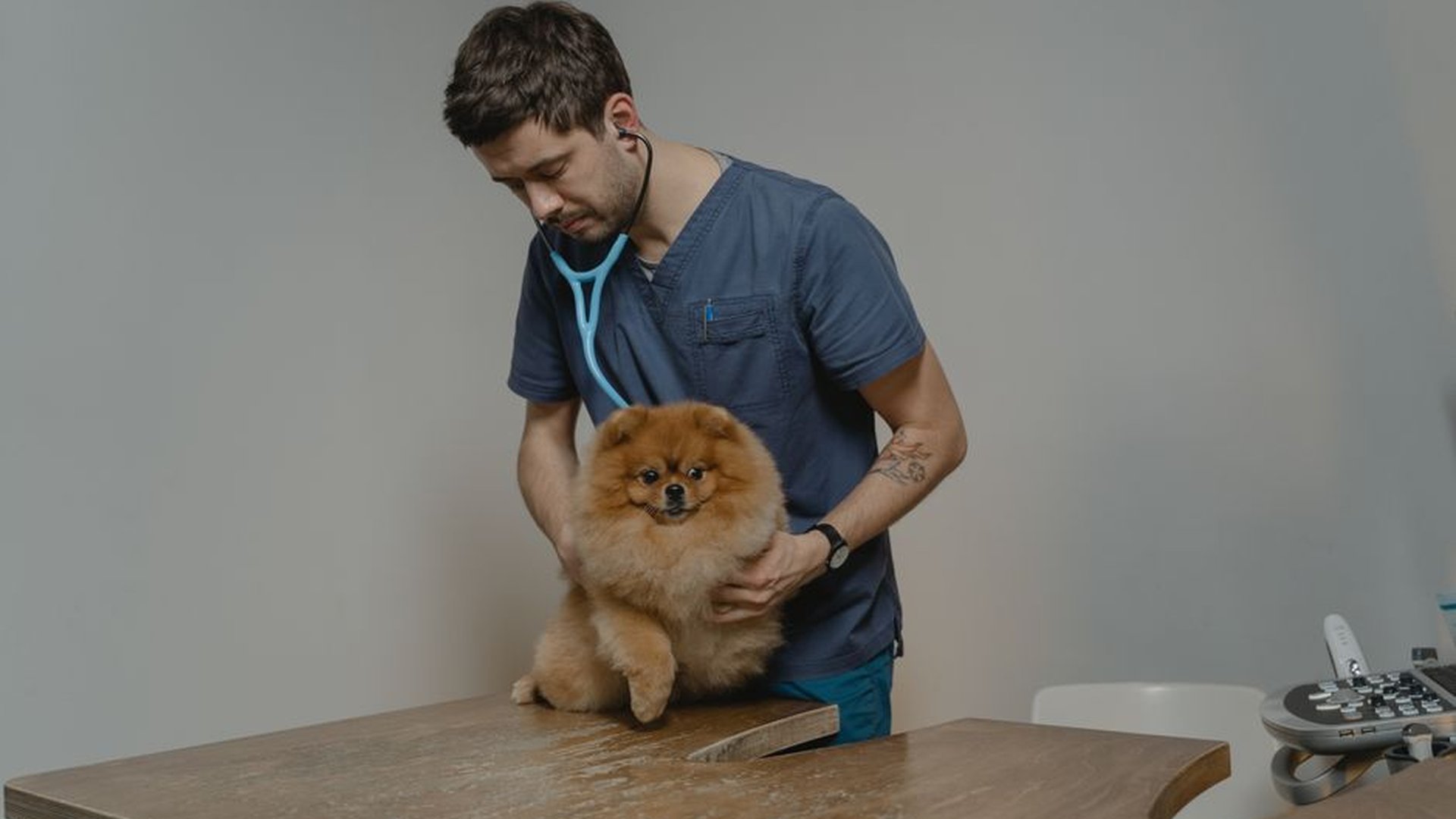 Heart murmur in dogs: What owners should know