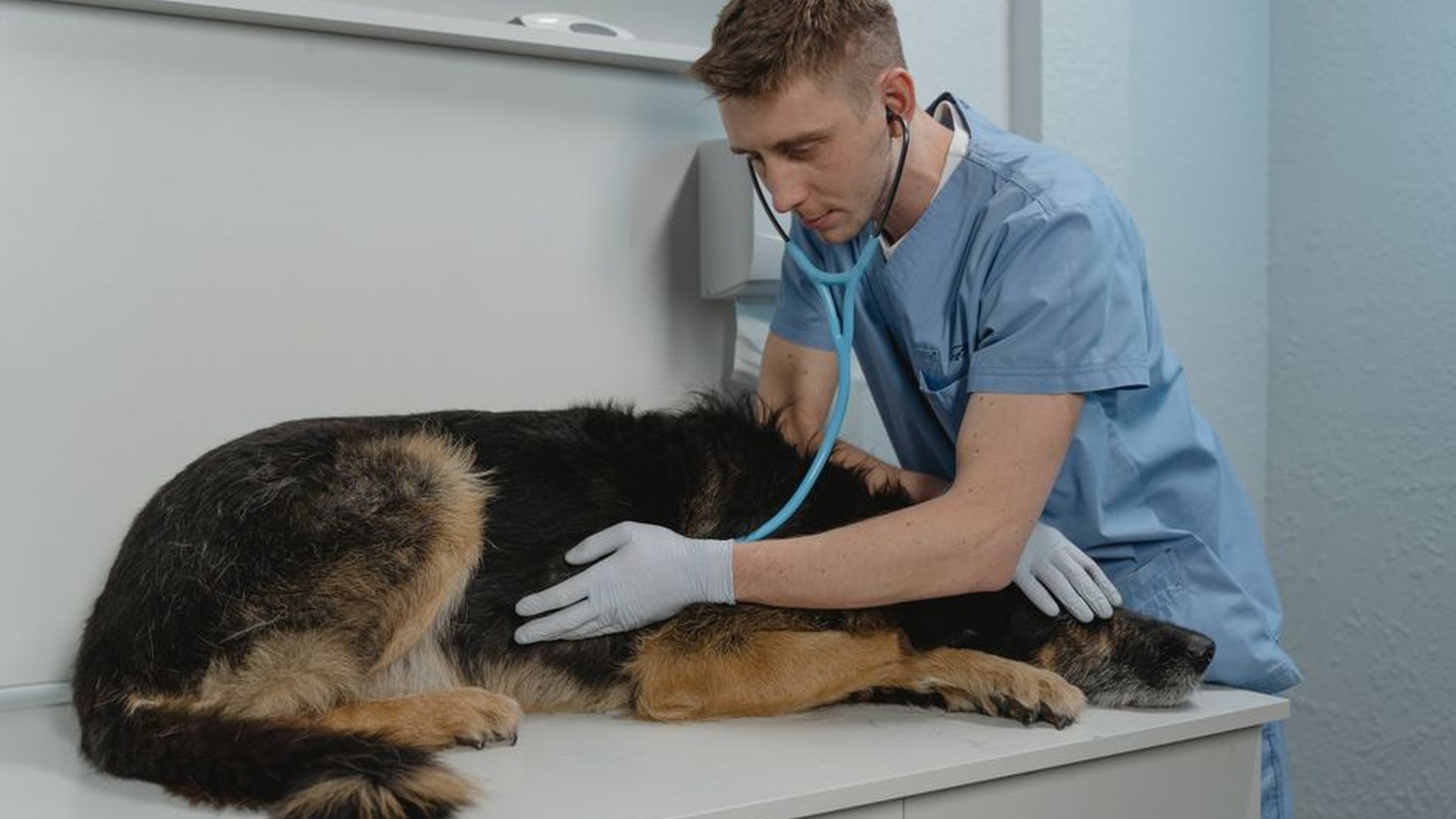 dog heart murmur stethoscope listening vet exam au