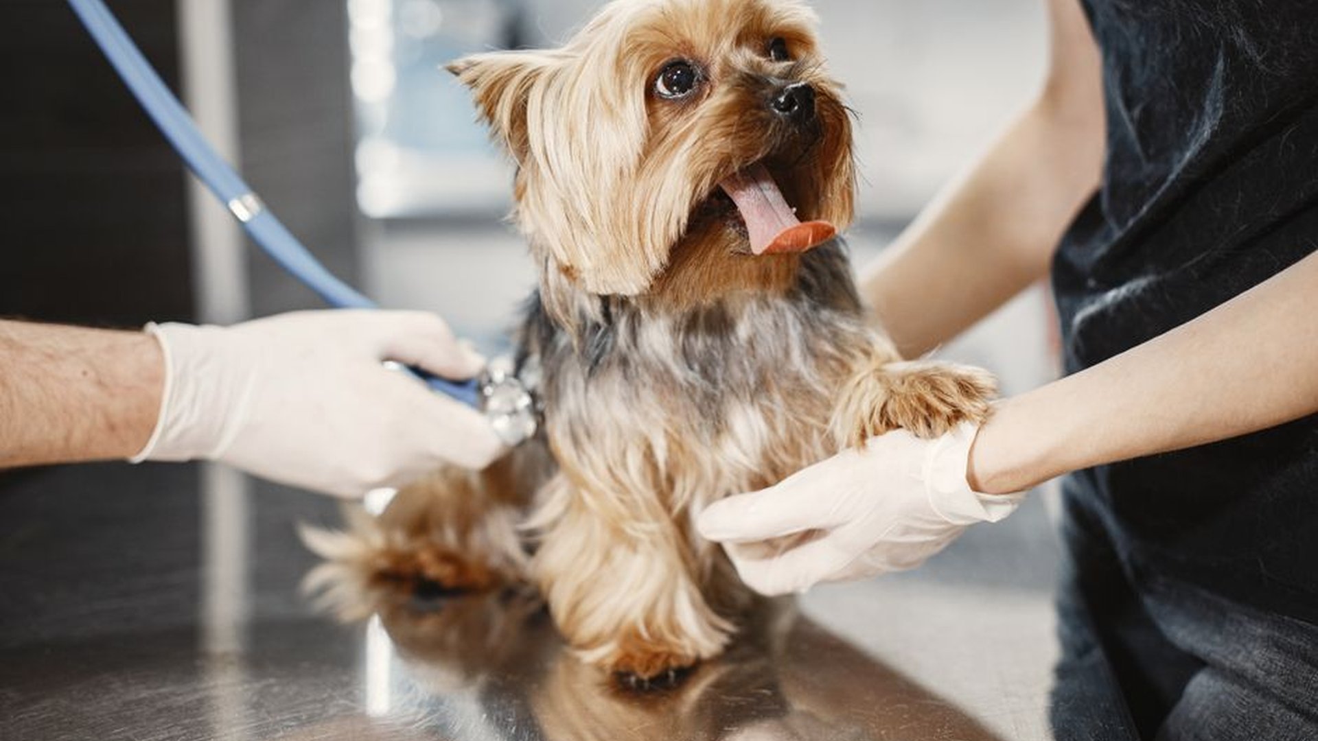 dog heart murmur vet checkup stethoscope monitorin