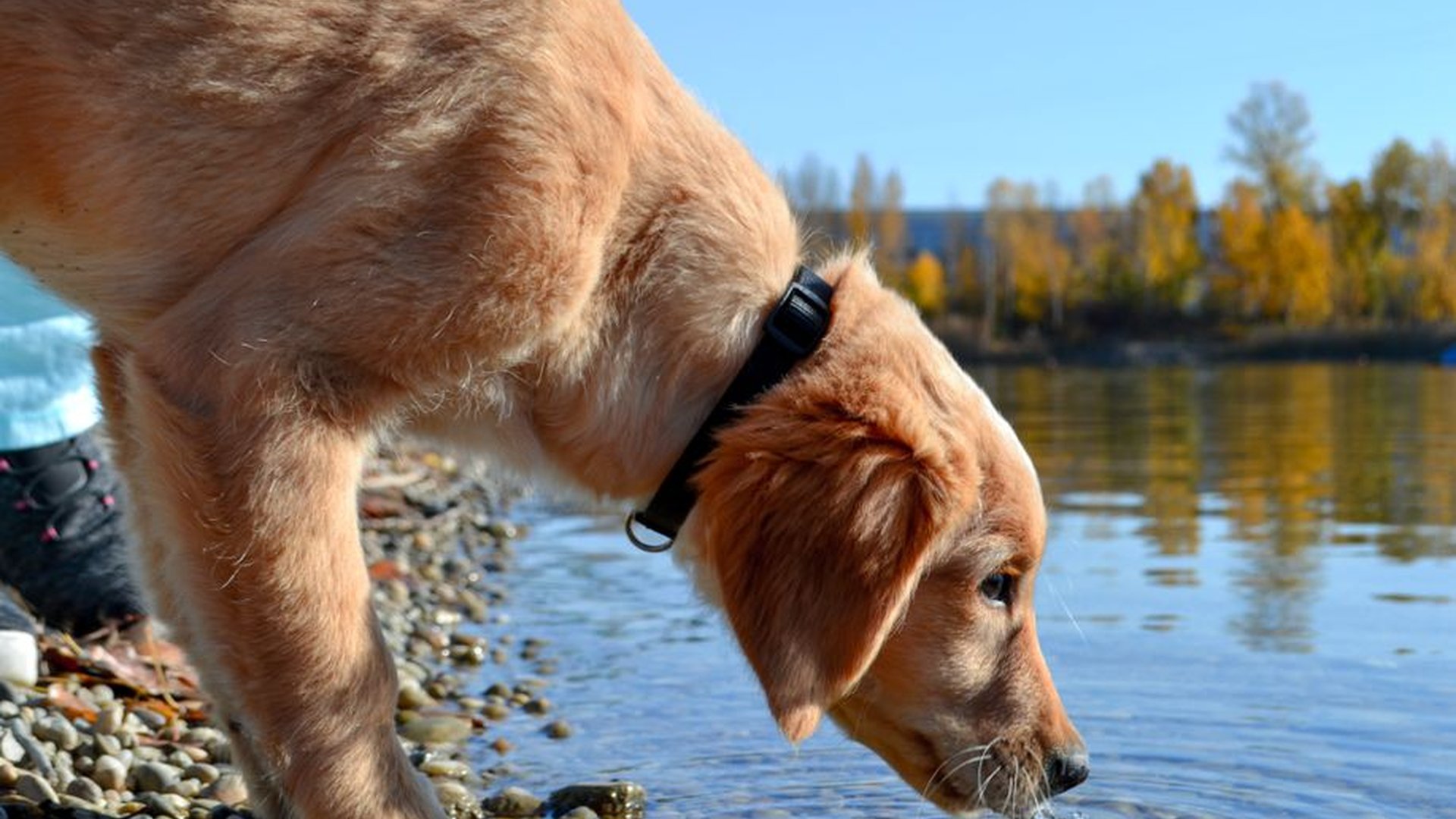 Why Is My Dog Drinking More Water Than Usual?