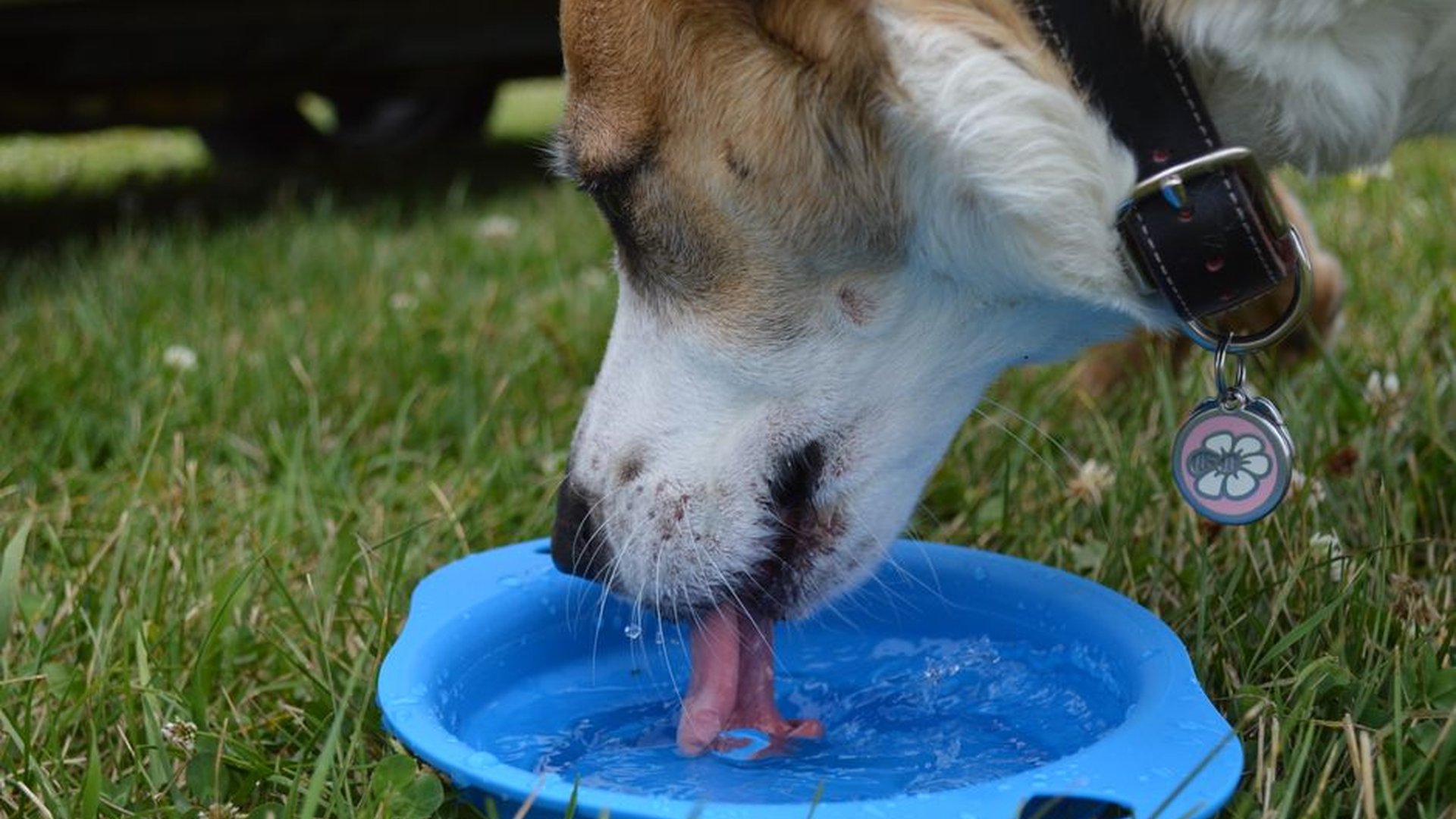 dog water bowl 60 ounces measuring cup healthy hyd
