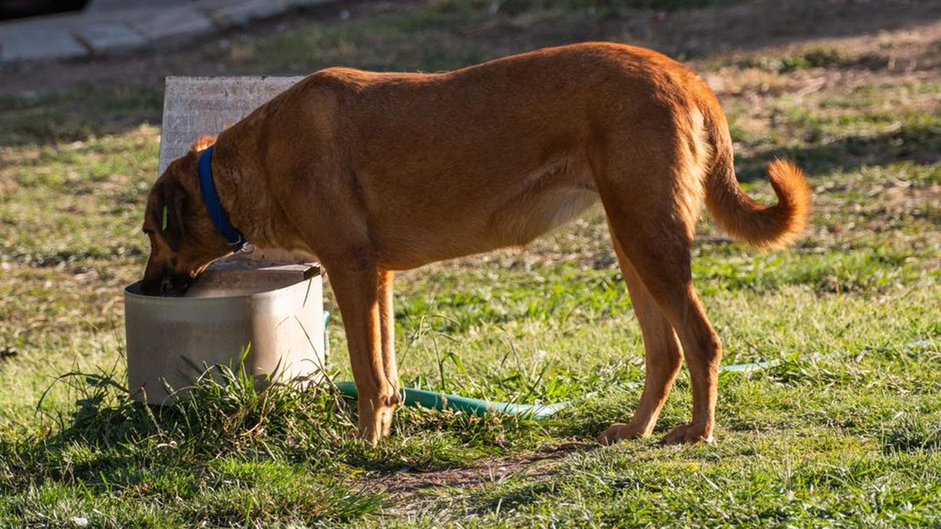 diabetic dog drinking water excessive thirst vet c