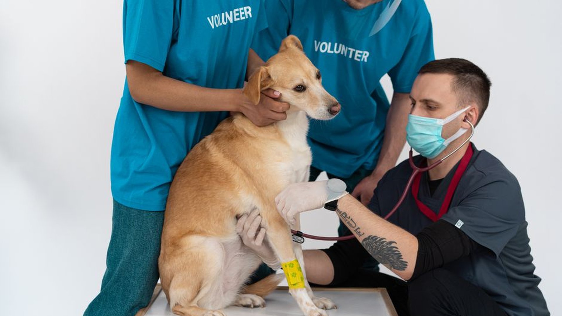 dog drinking water bowl vet visit signs illness