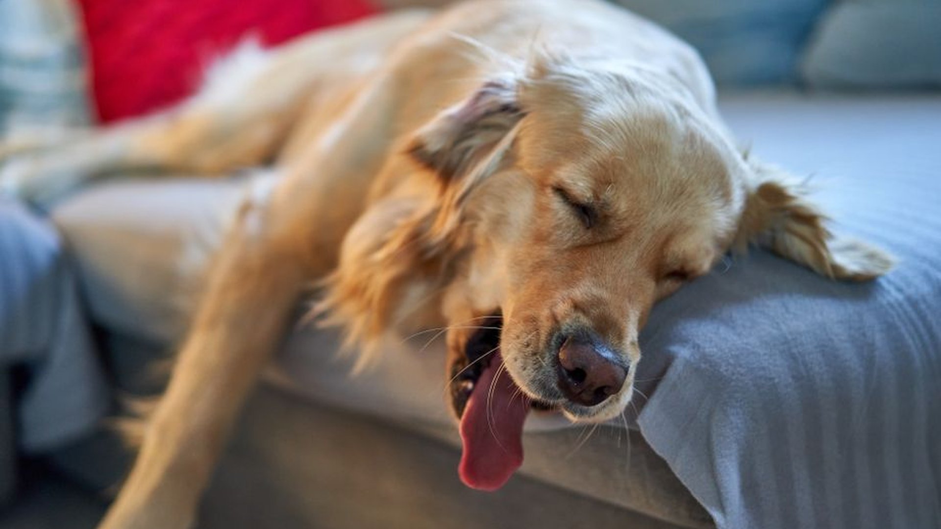 Why Is My Dog Breathing Fast?