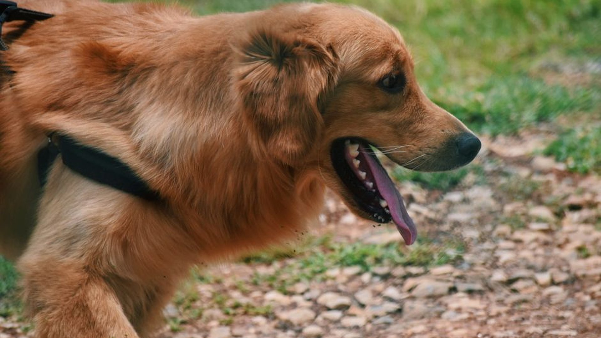 golden retriever summer park post walk heavy breat