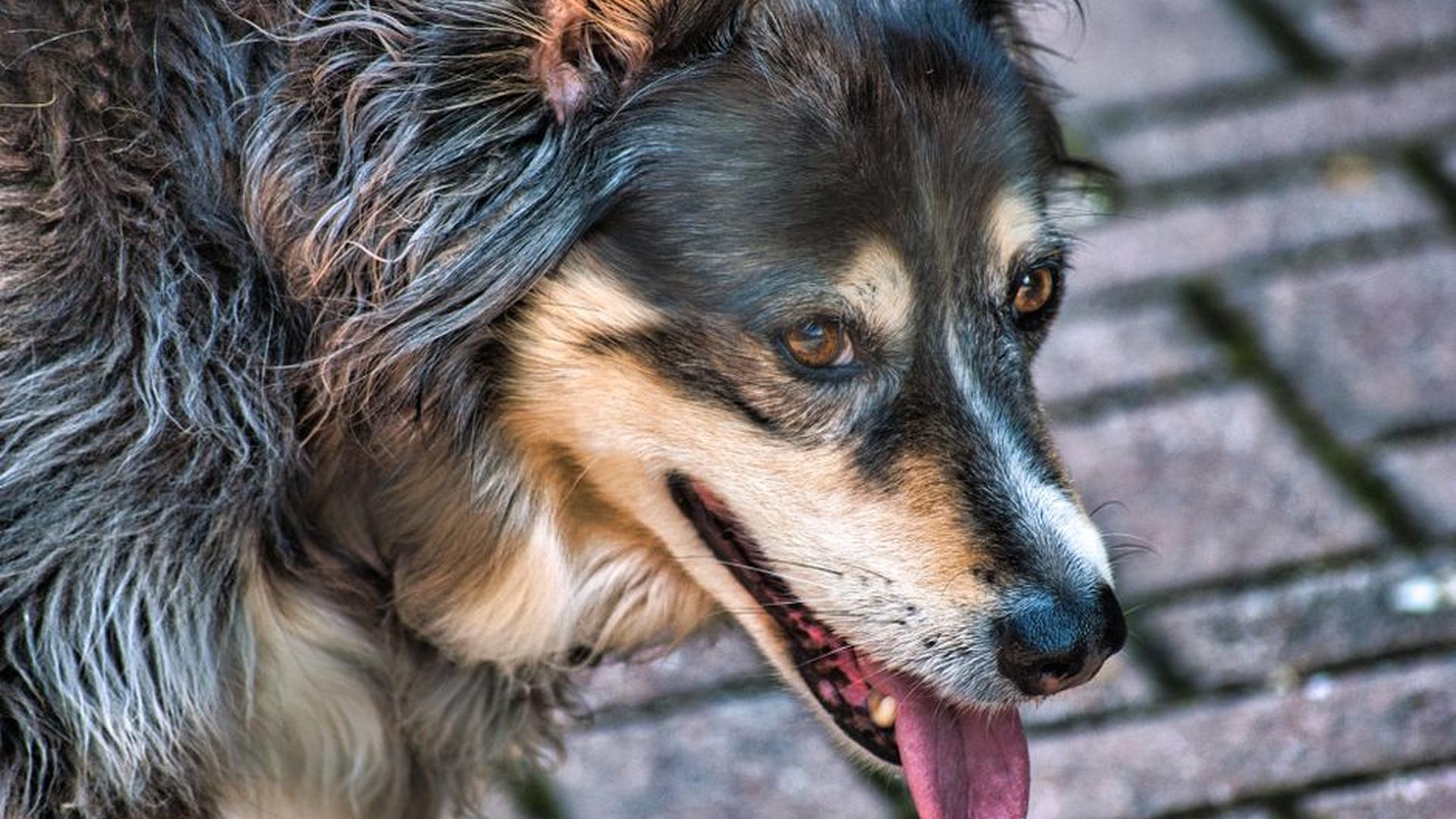 dog overheating panting hot pavement   dog stresse