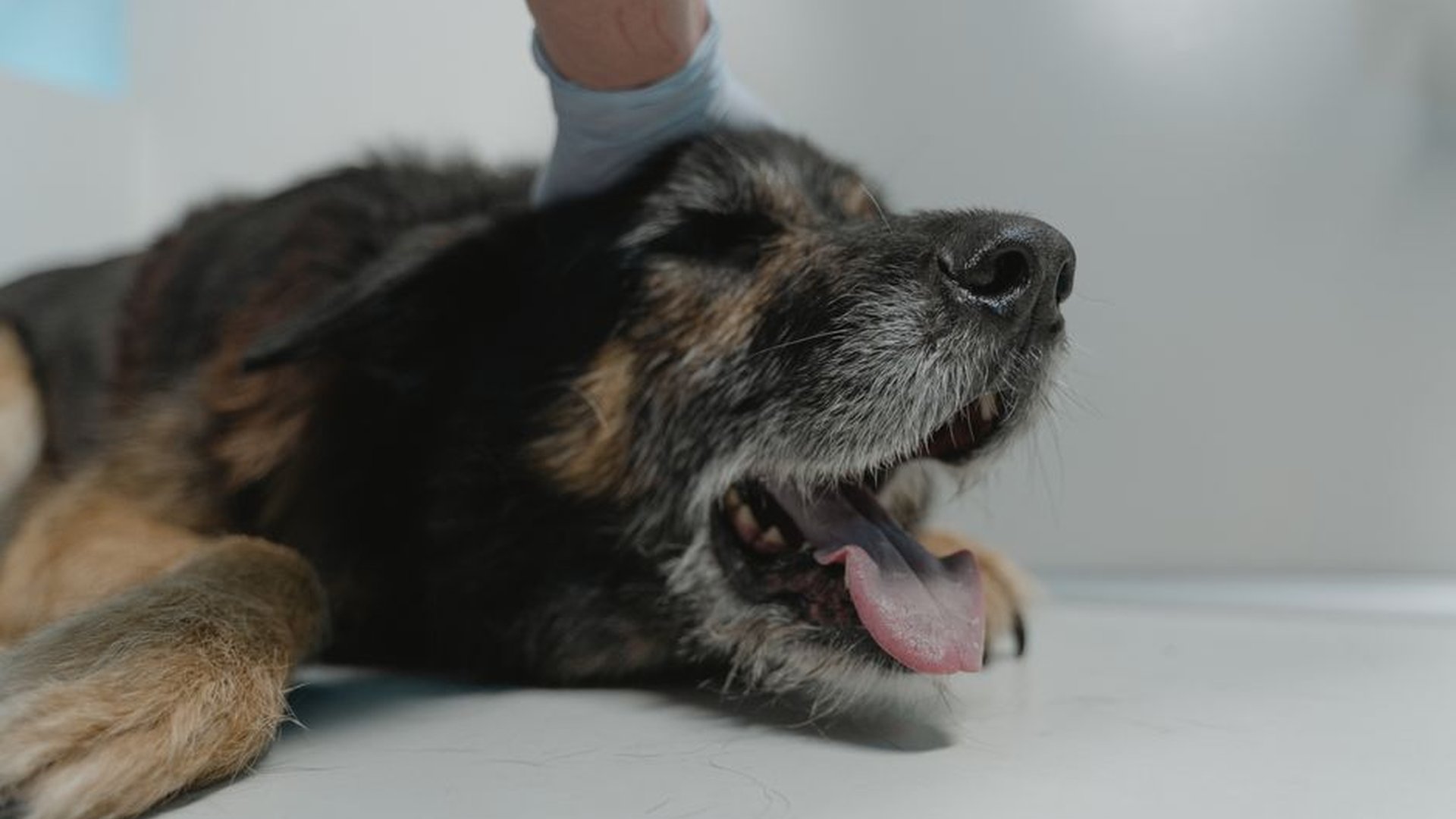 dog resting breathing rate 40 per minute vet visit