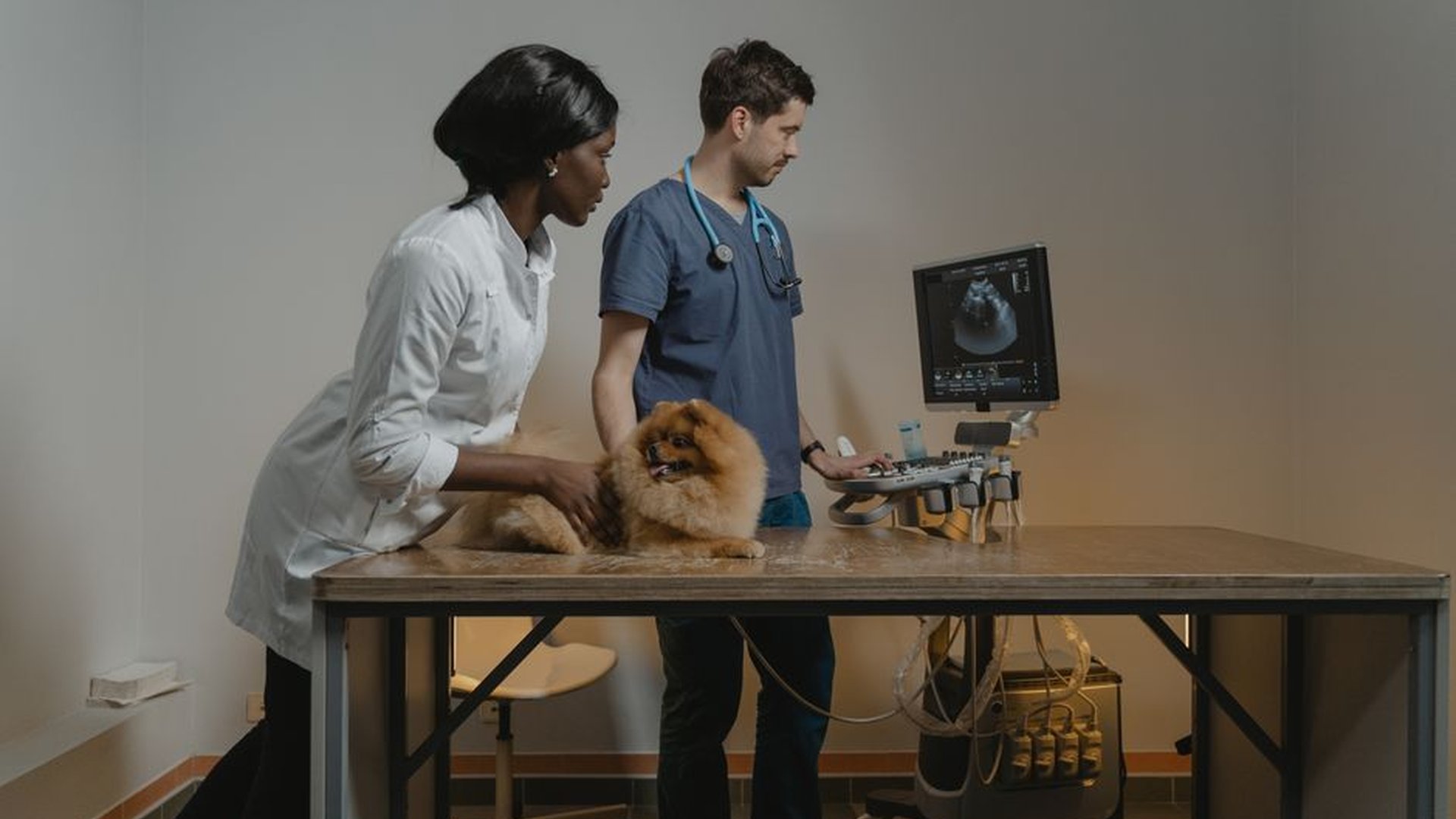 dog at vet clinic x-ray machine blood test stethos