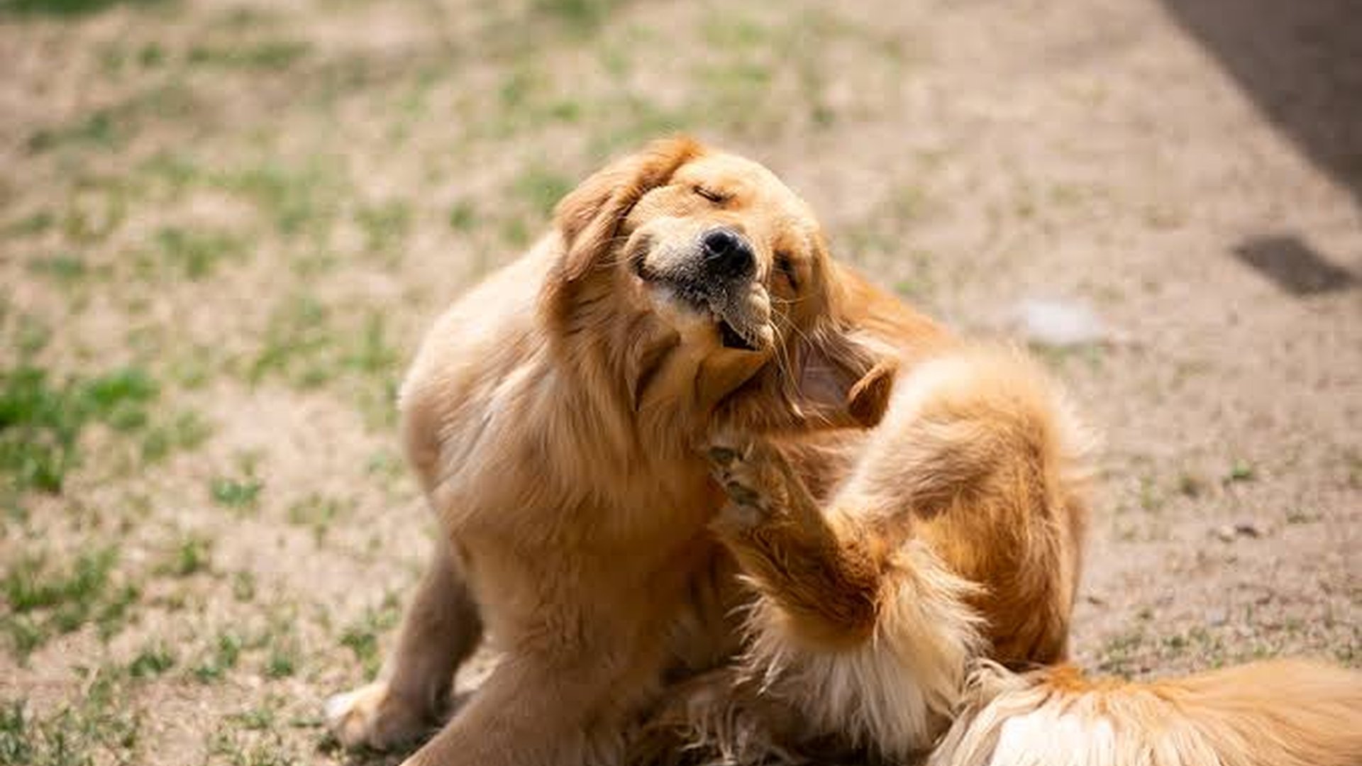 Stop Making These Errors in Pet Allergy Care